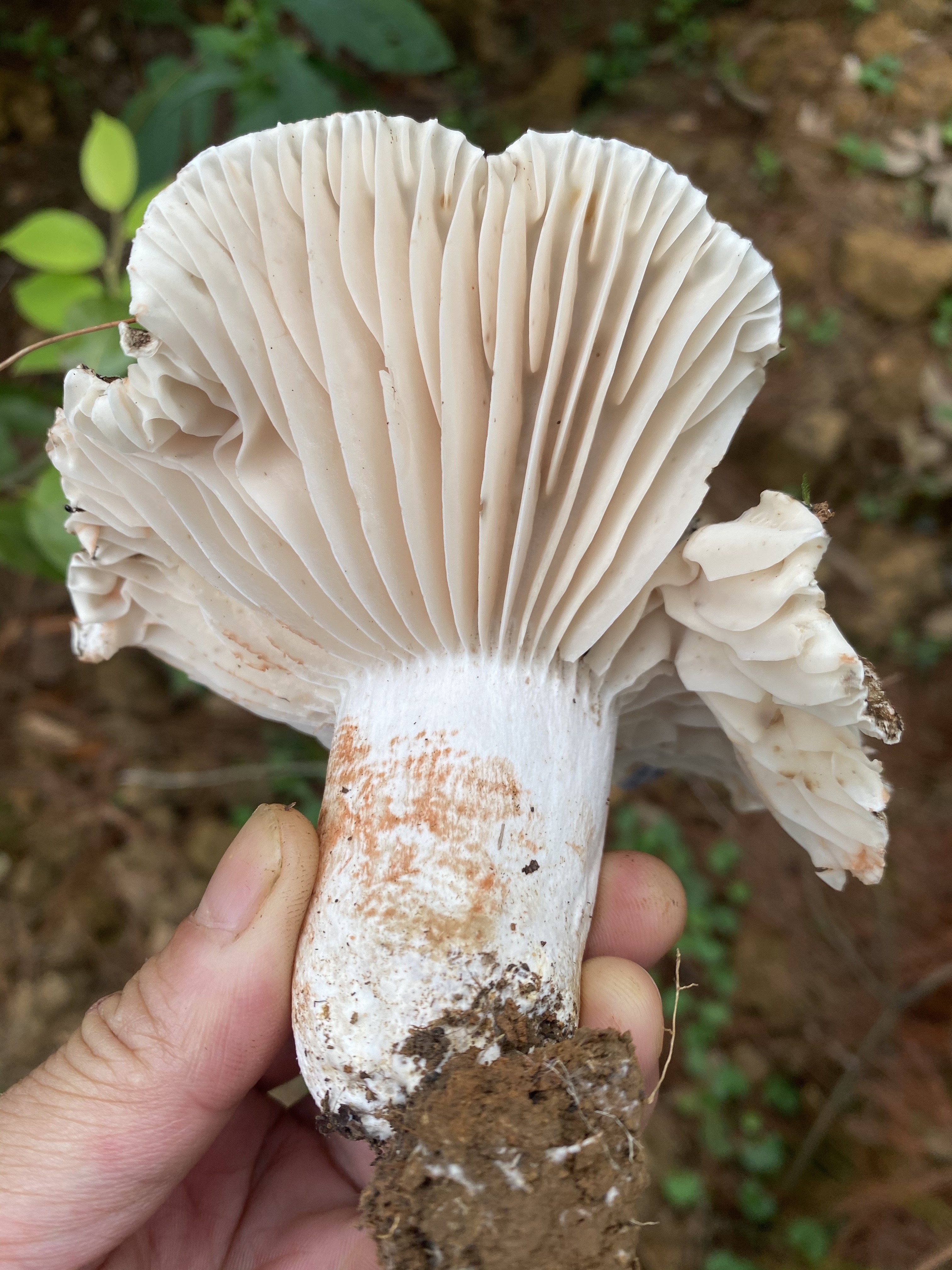黑红菇