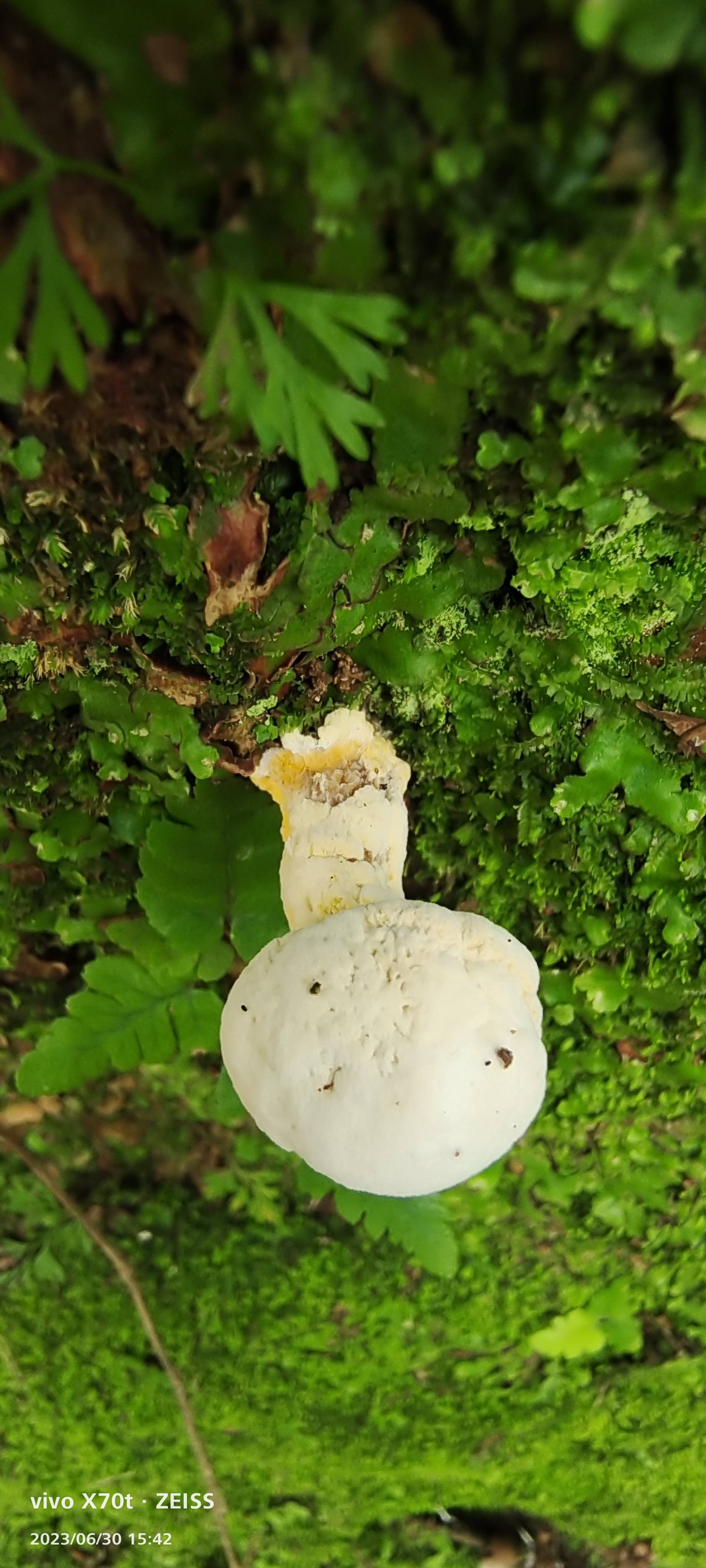 小孢菌寄生
