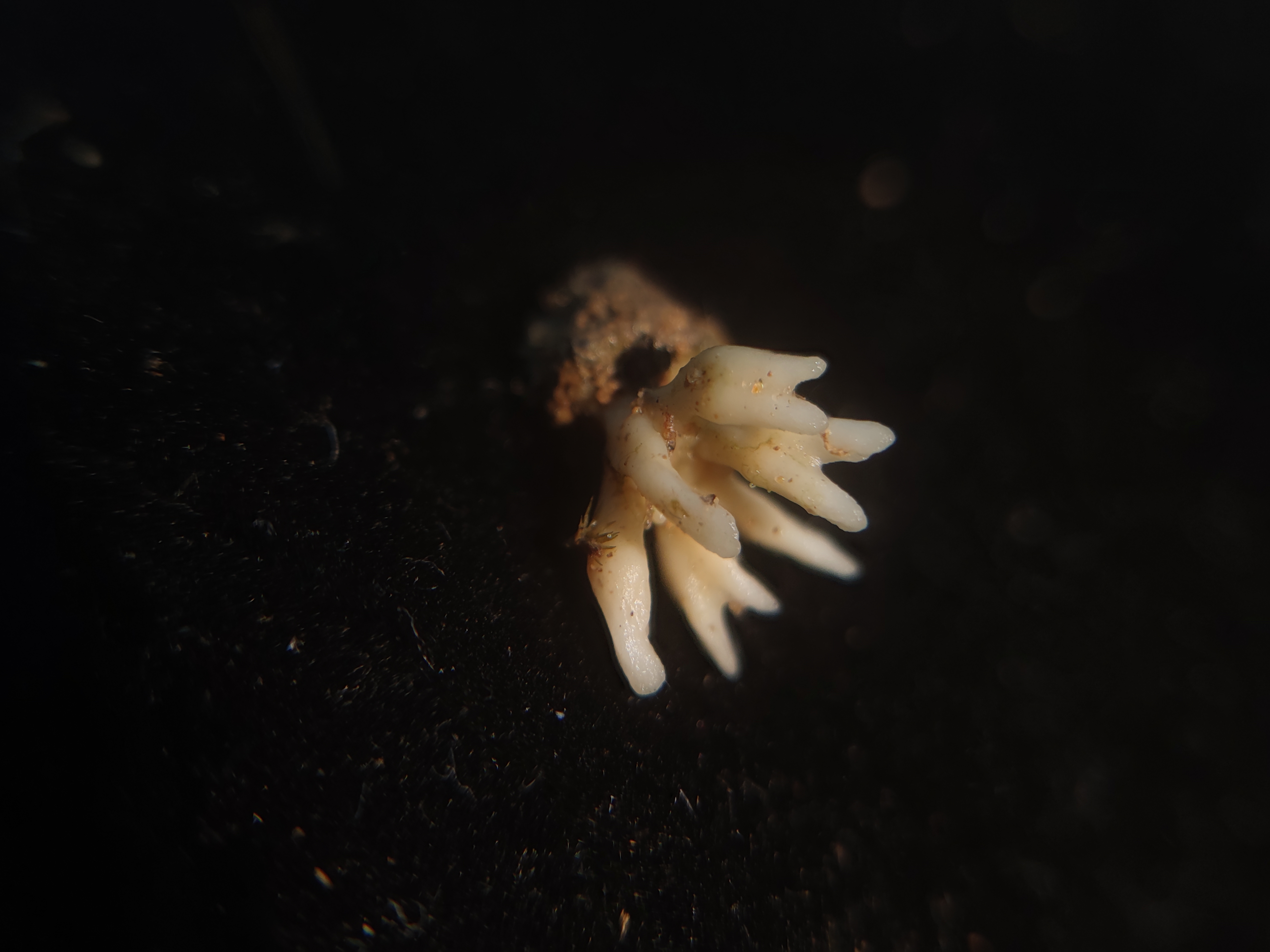 拟胶瑚菌属