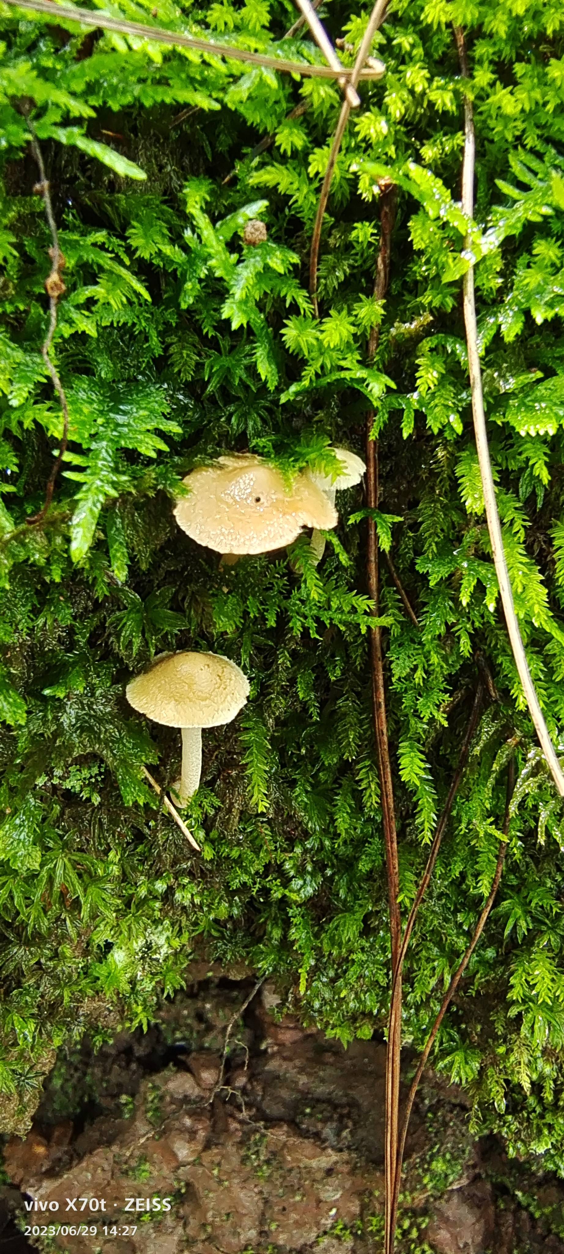 荫生丝盖伞