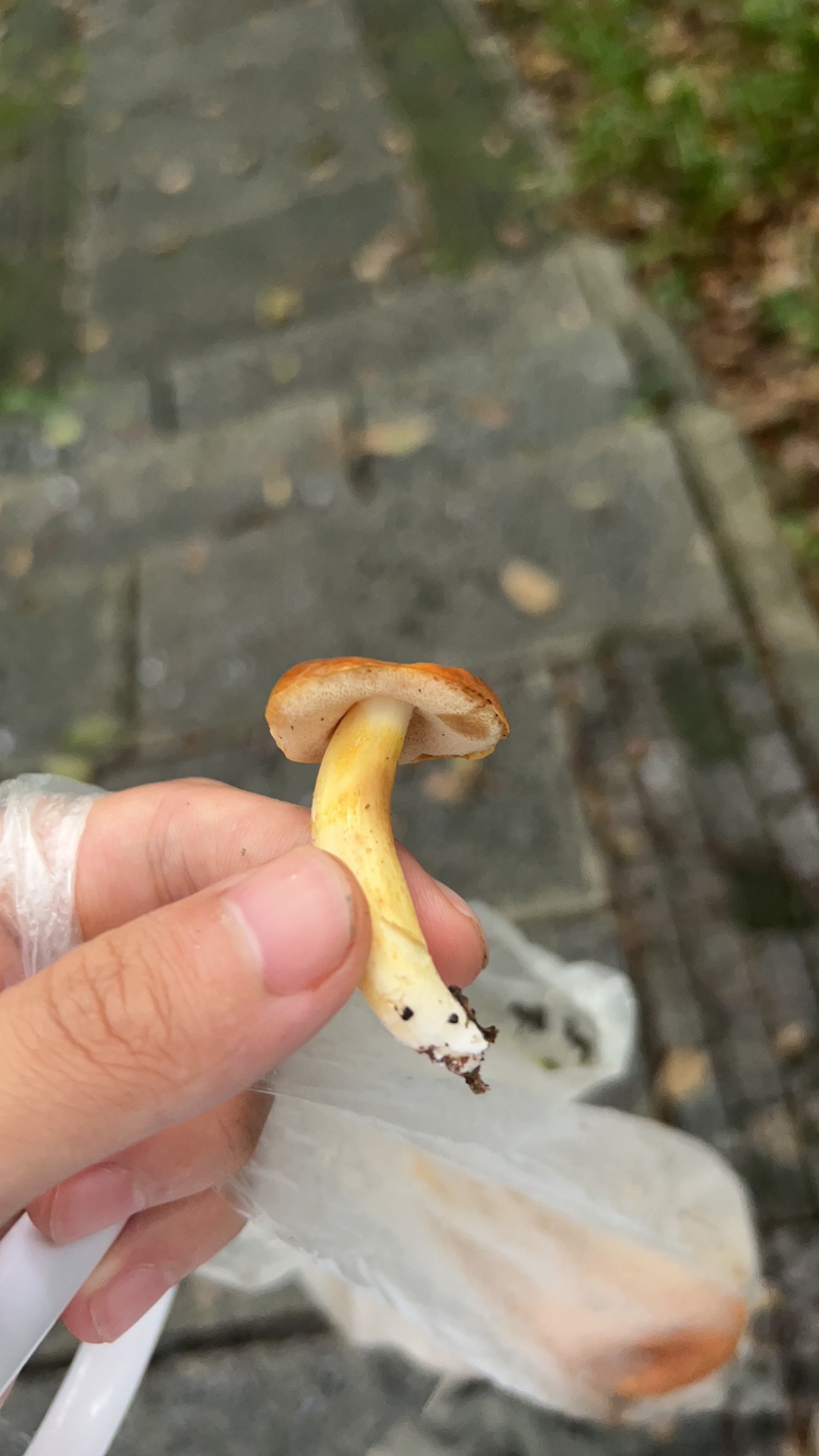 橘红粉孢牛肝菌 暂定