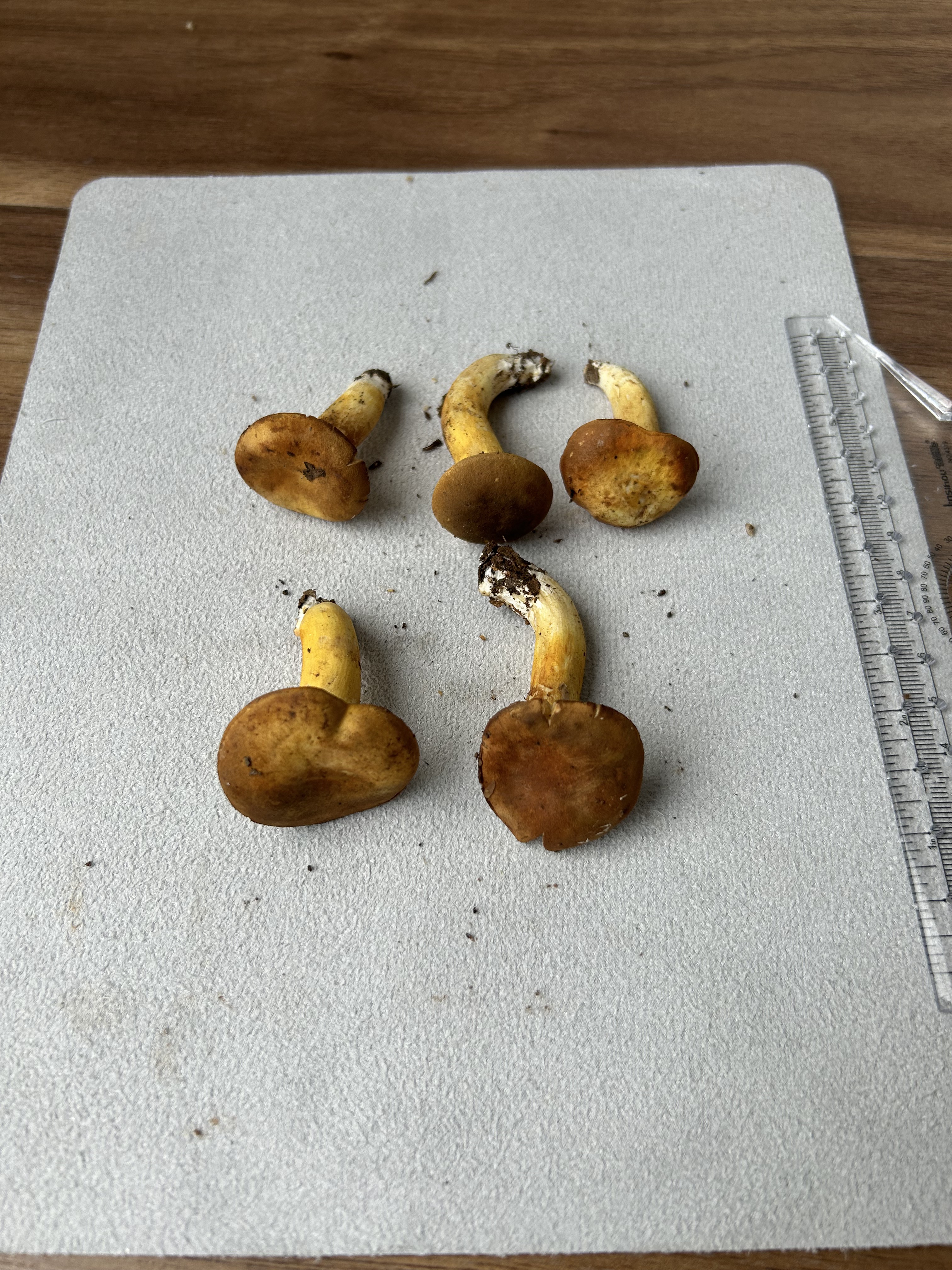 橘红粉孢牛肝菌 暂定