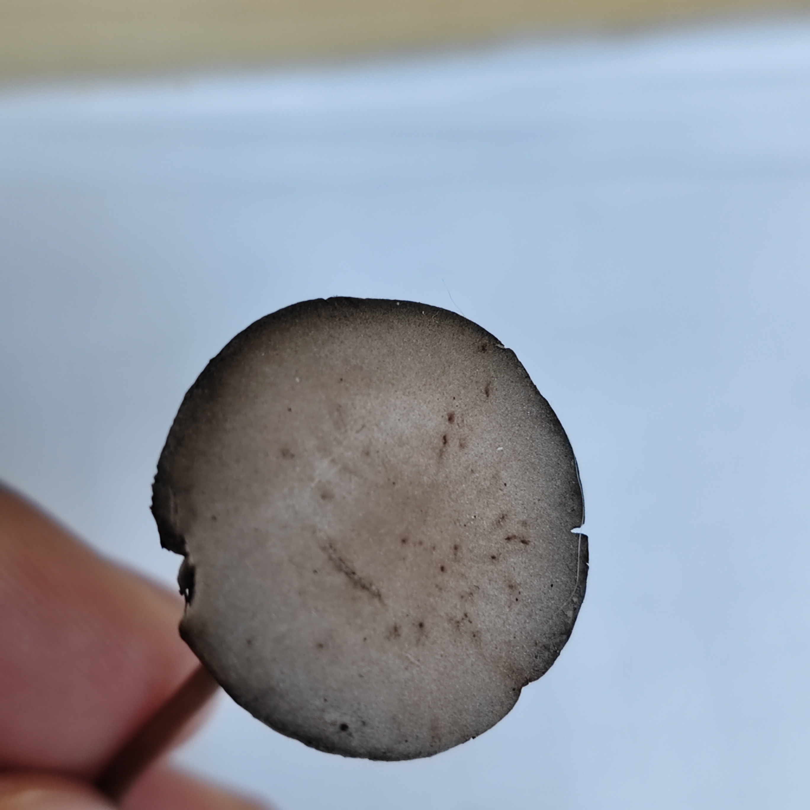 标本照片