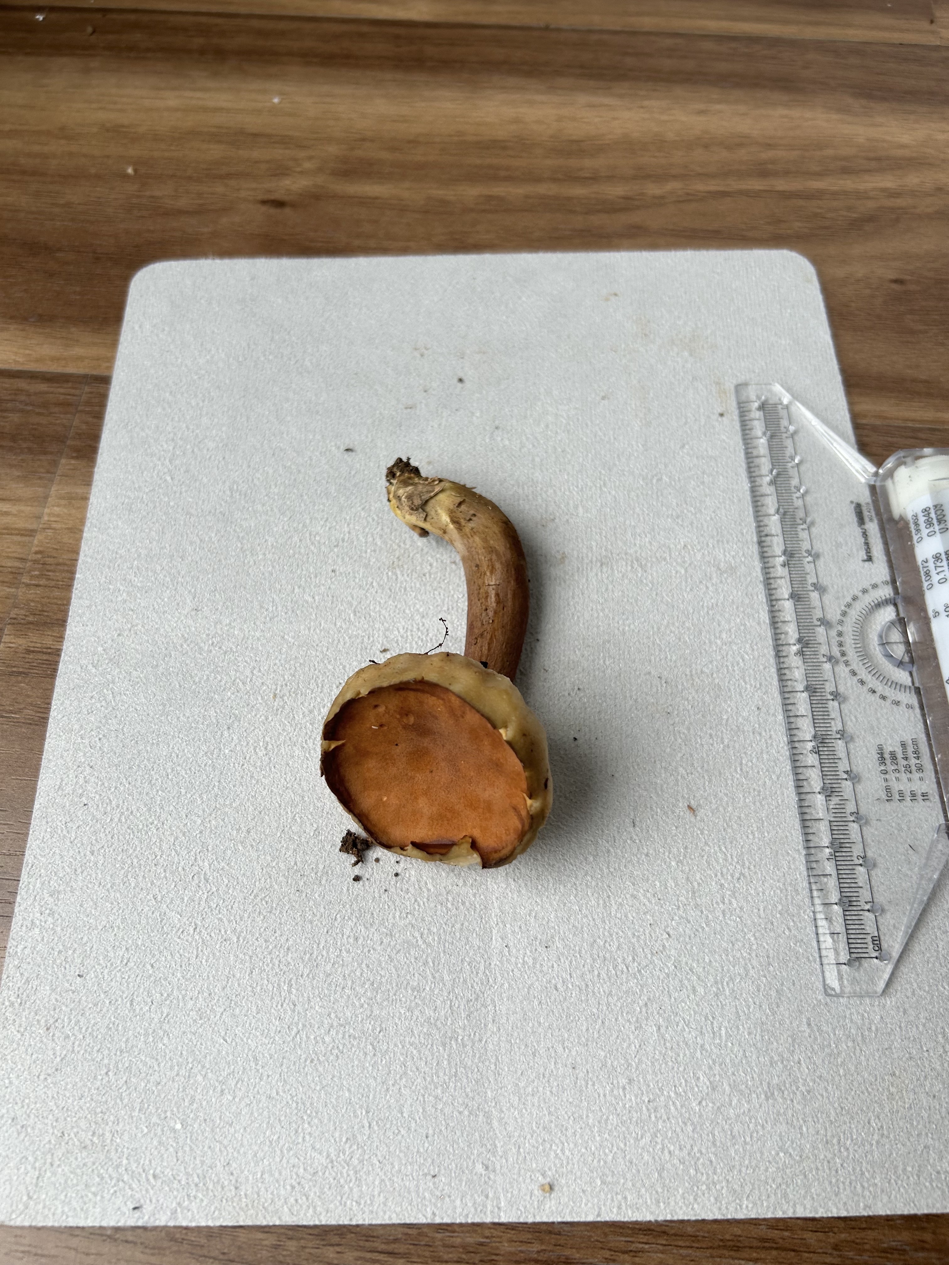 淡紫粉孢牛肝菌 暂定