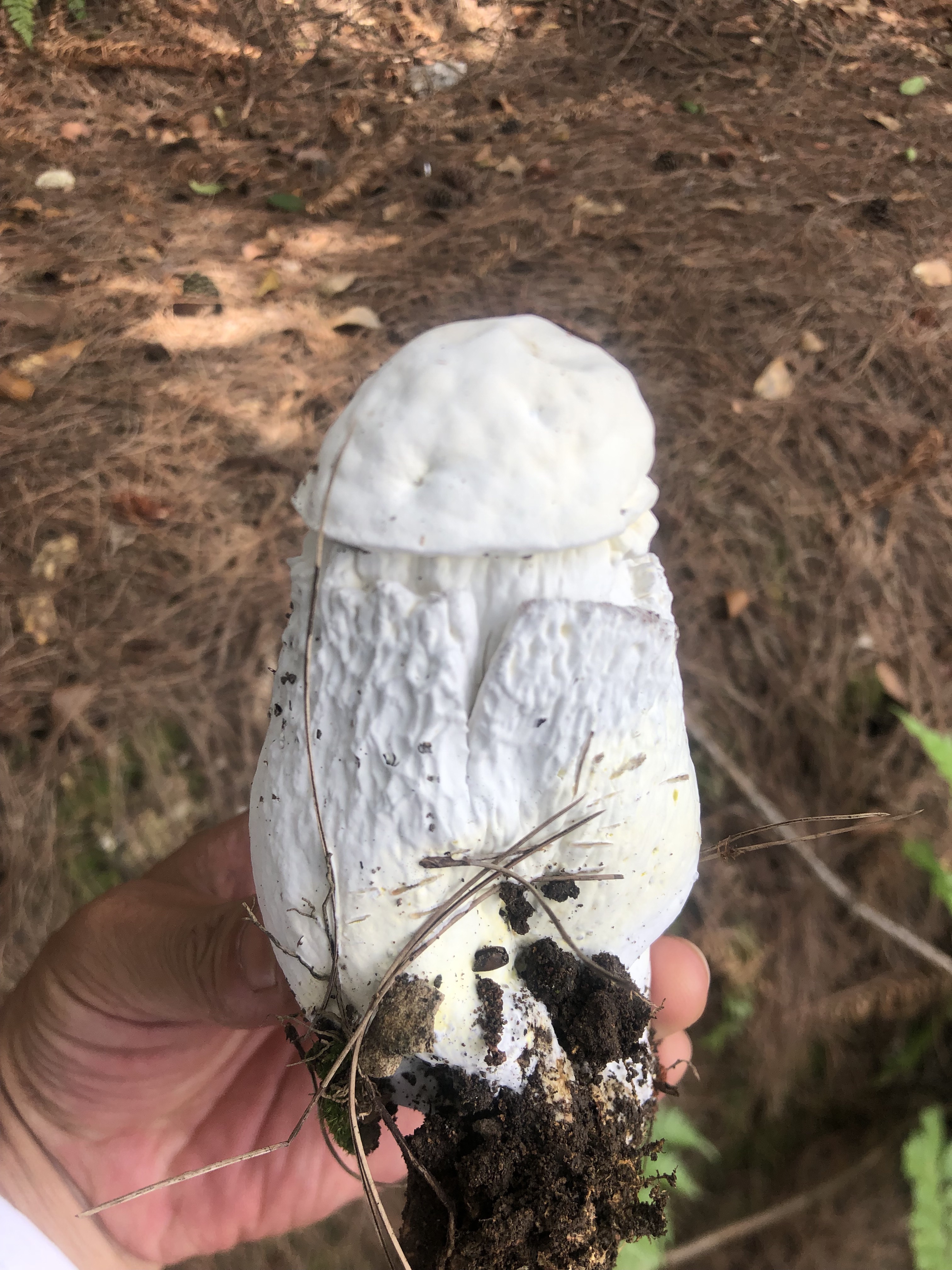 金孢菌寄生