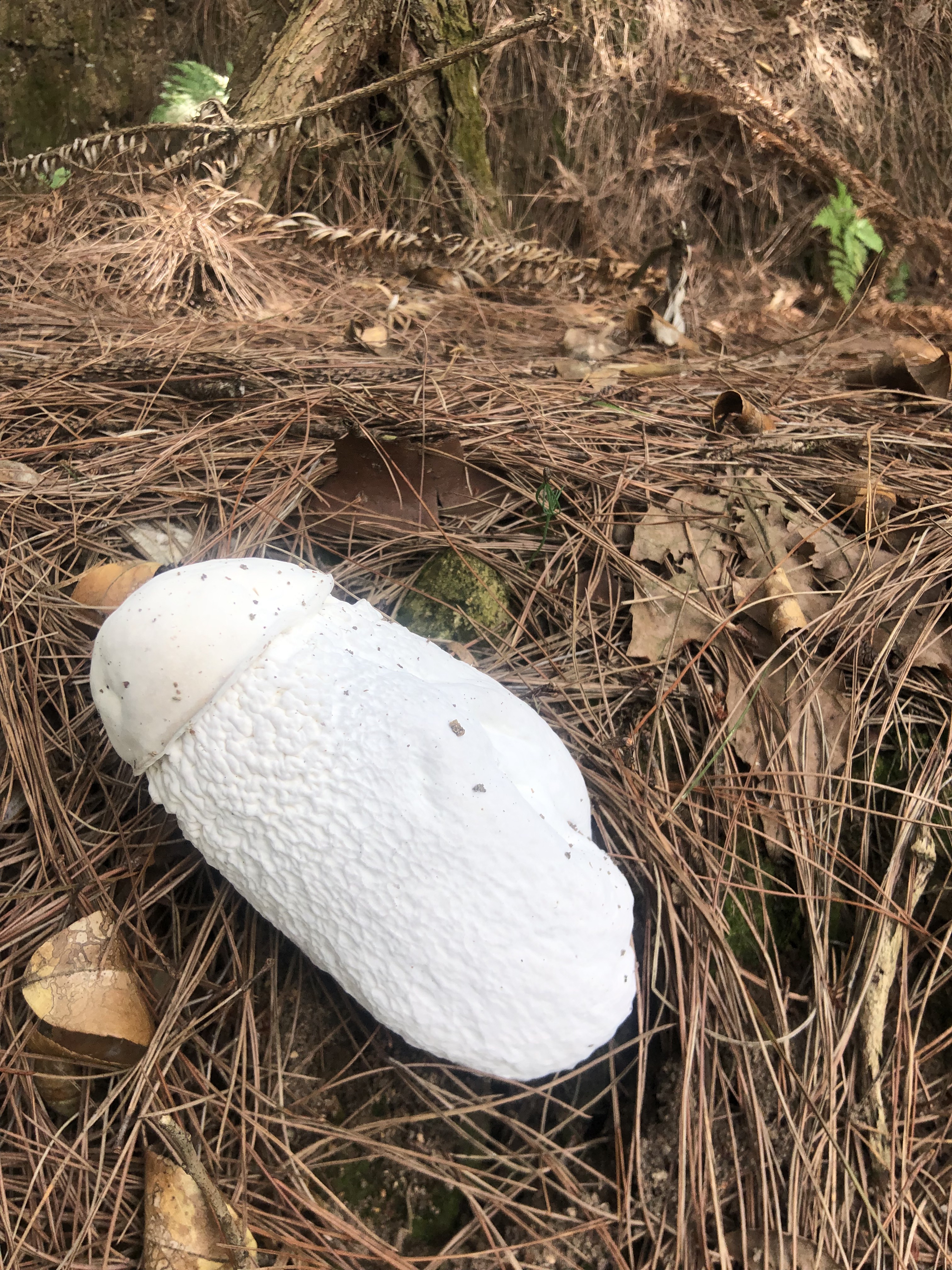 金孢菌寄生