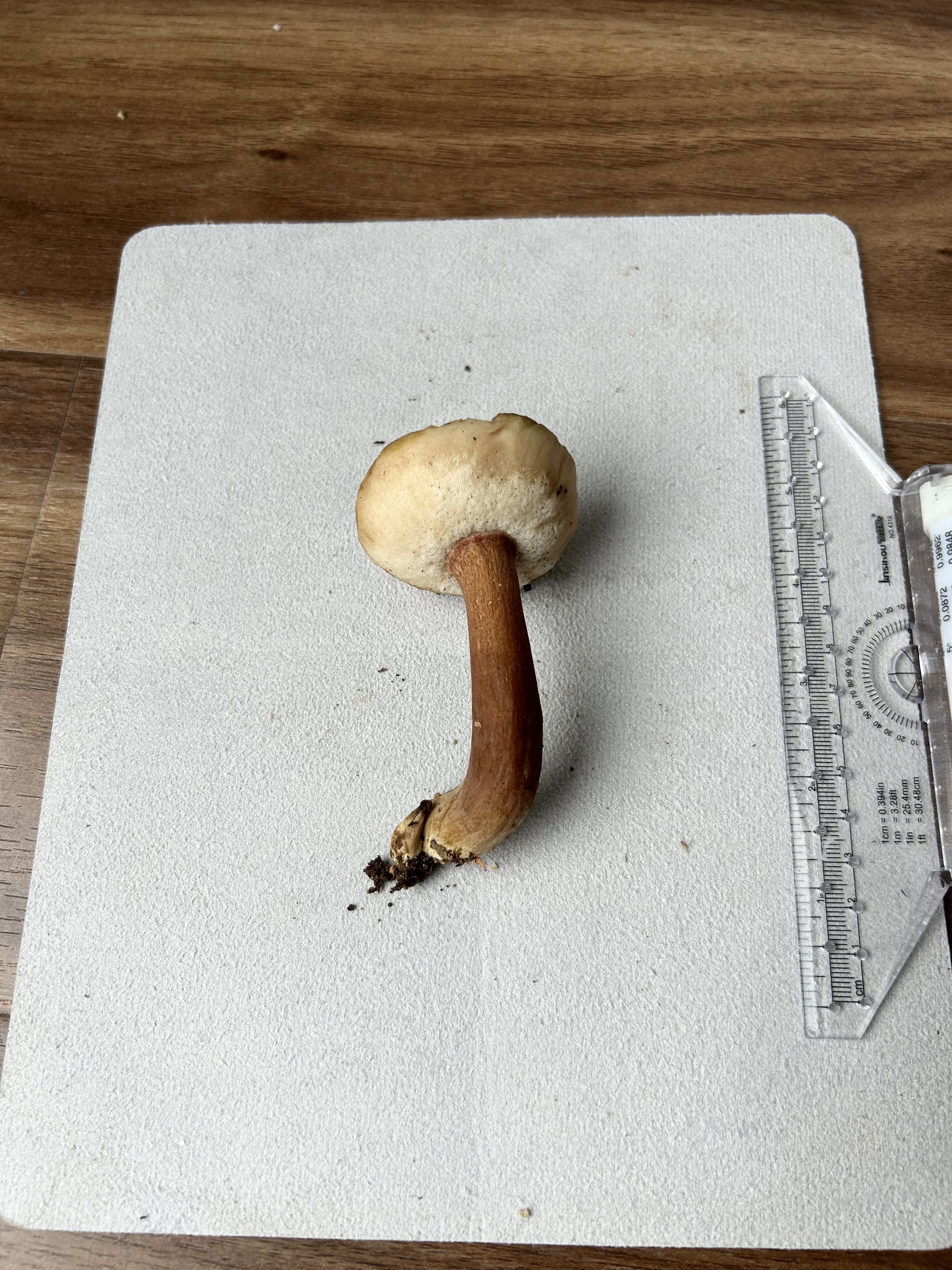 淡紫粉孢牛肝菌 暂定