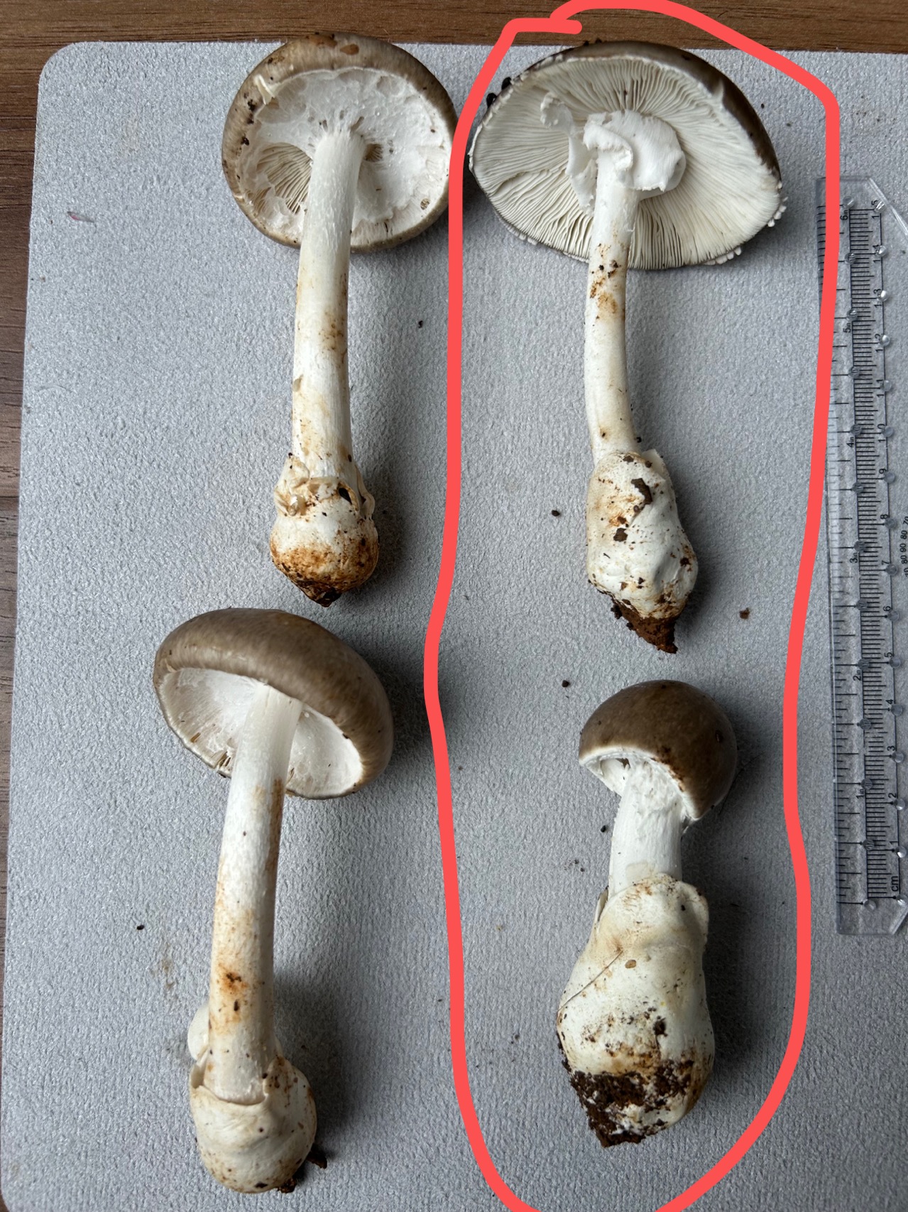 草鸡㙡