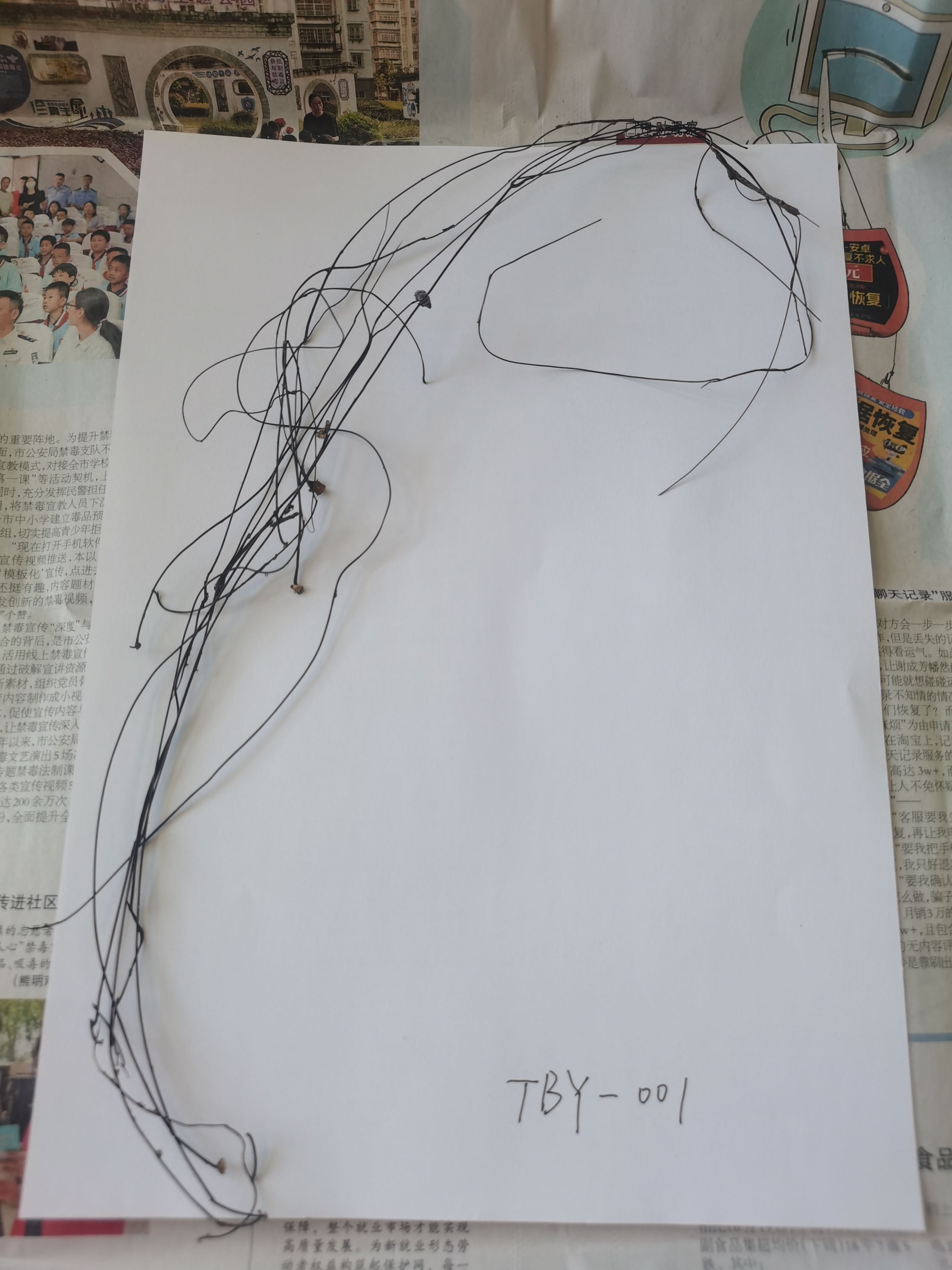 拟小皮伞