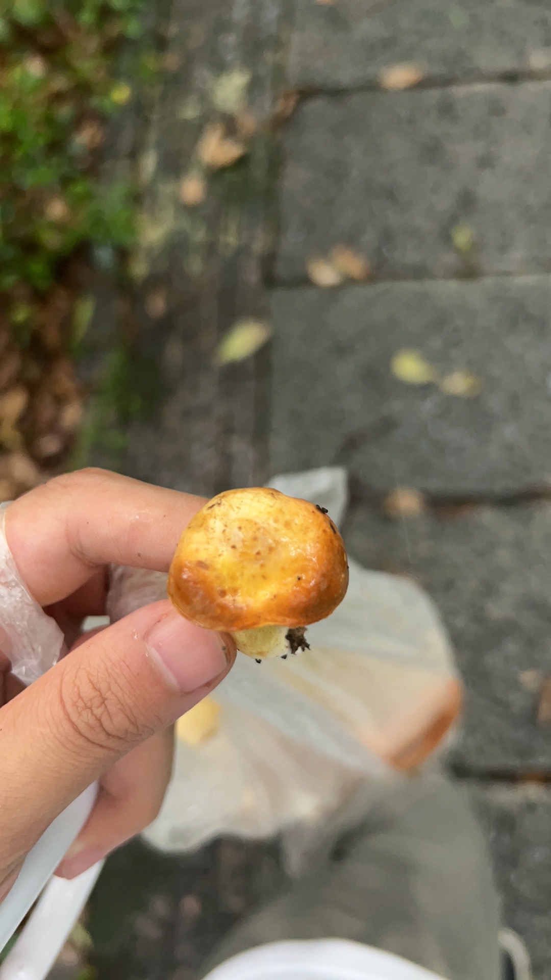 橘红粉孢牛肝菌 暂定