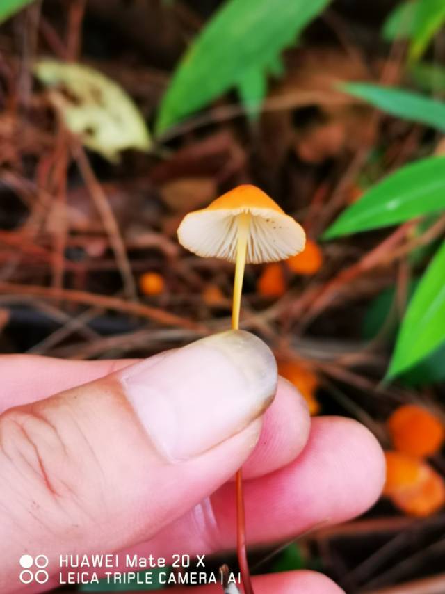 素贴山小皮伞