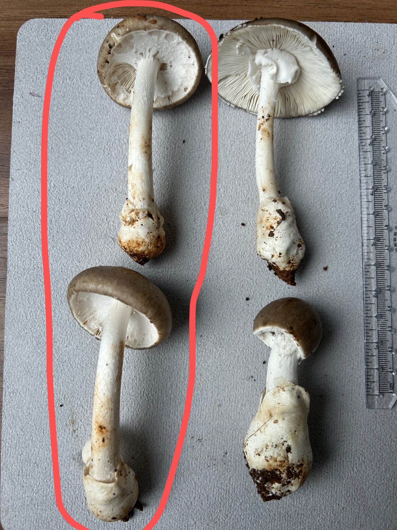 假褐云斑鹅膏