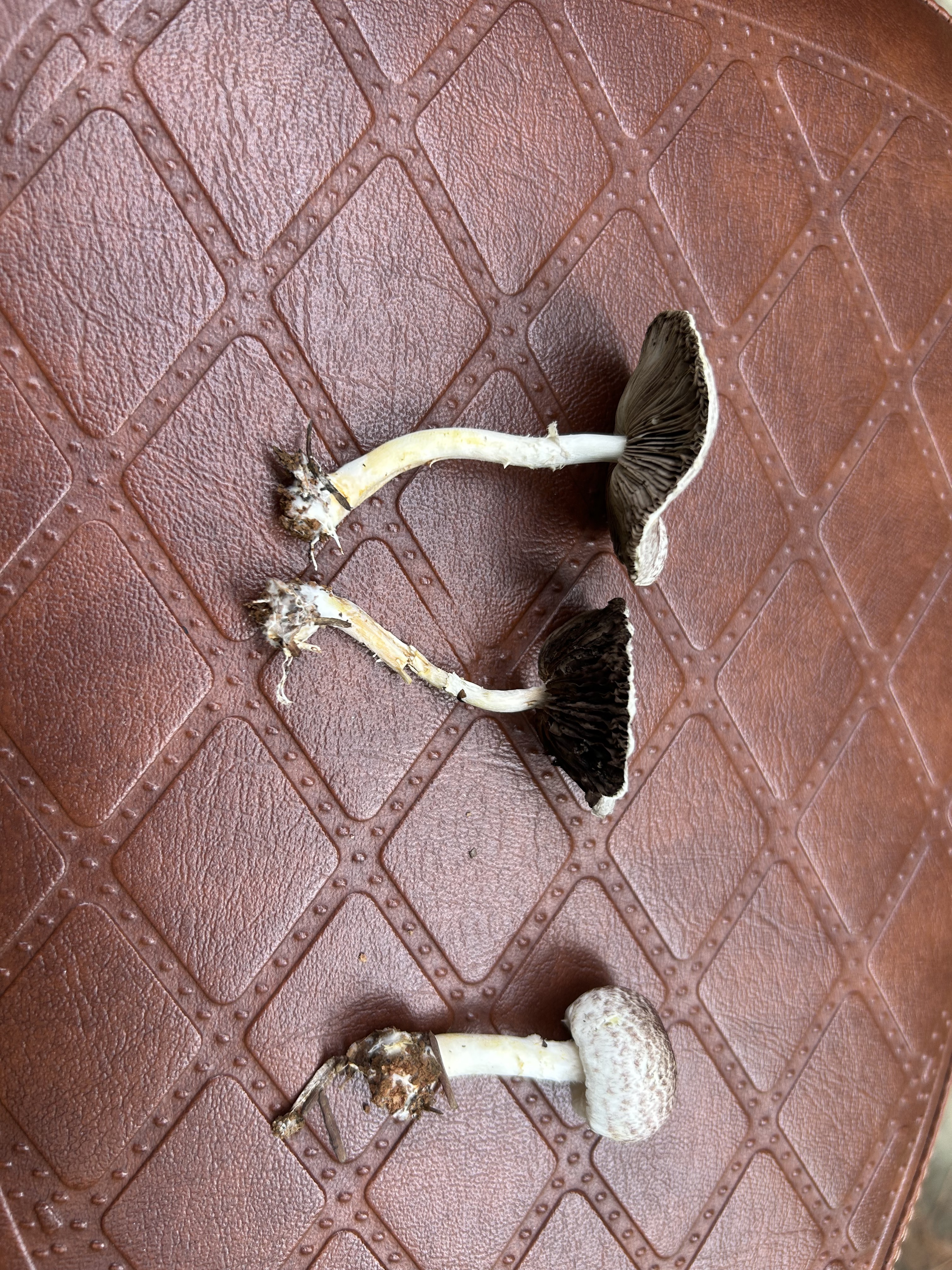 玲珑紫蘑菇