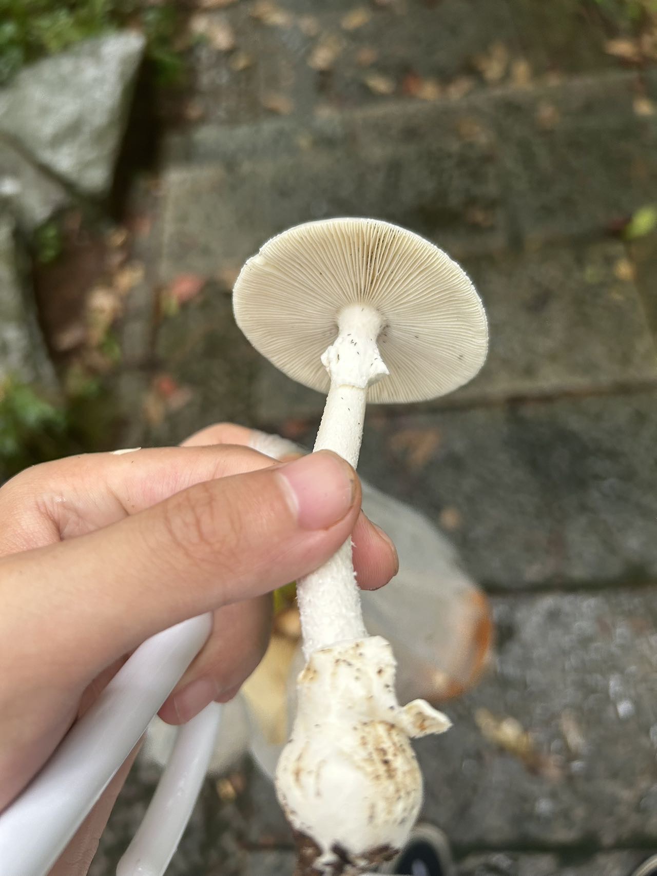 标本照片