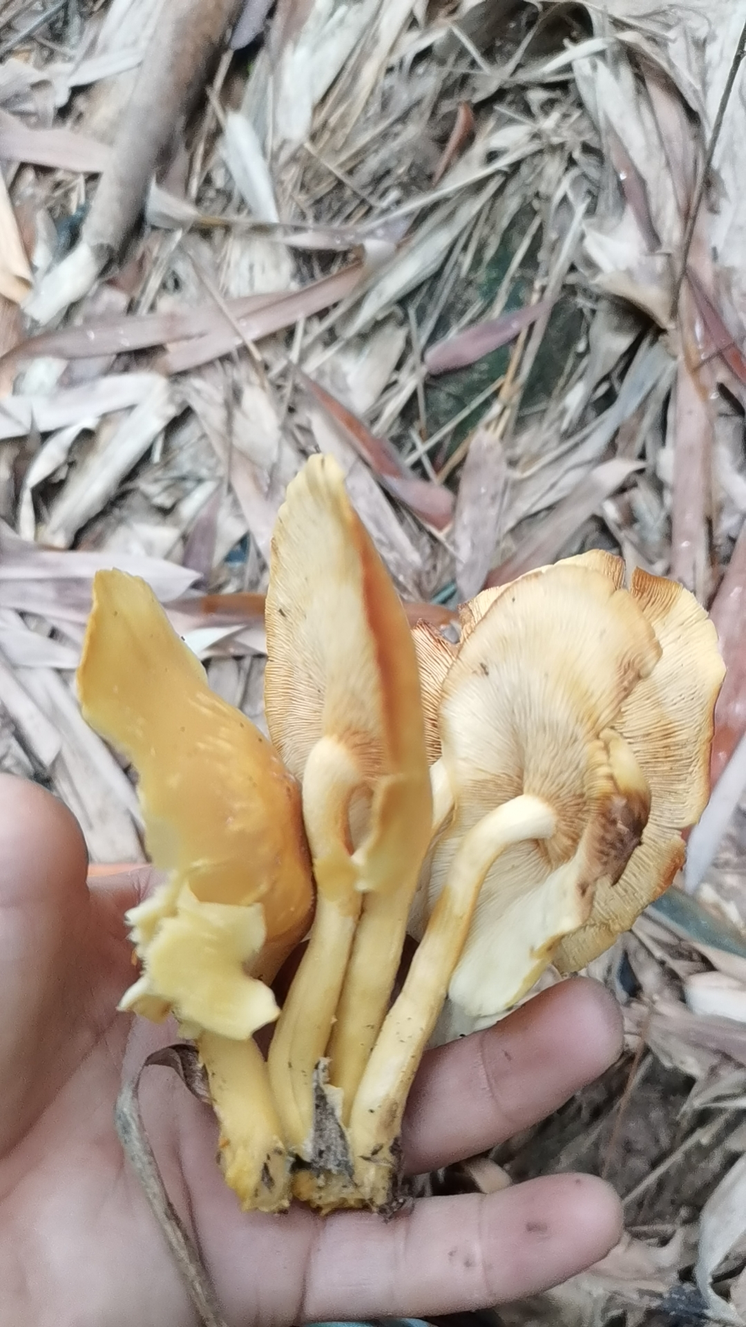 光盖拟口蘑
