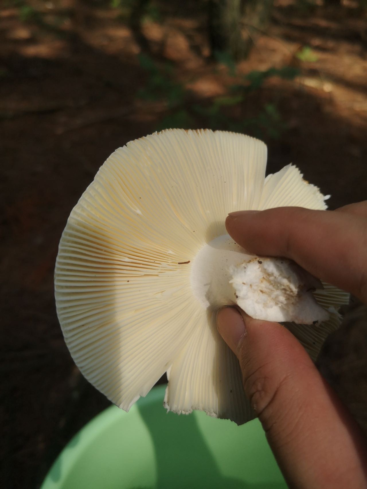 红菇属
