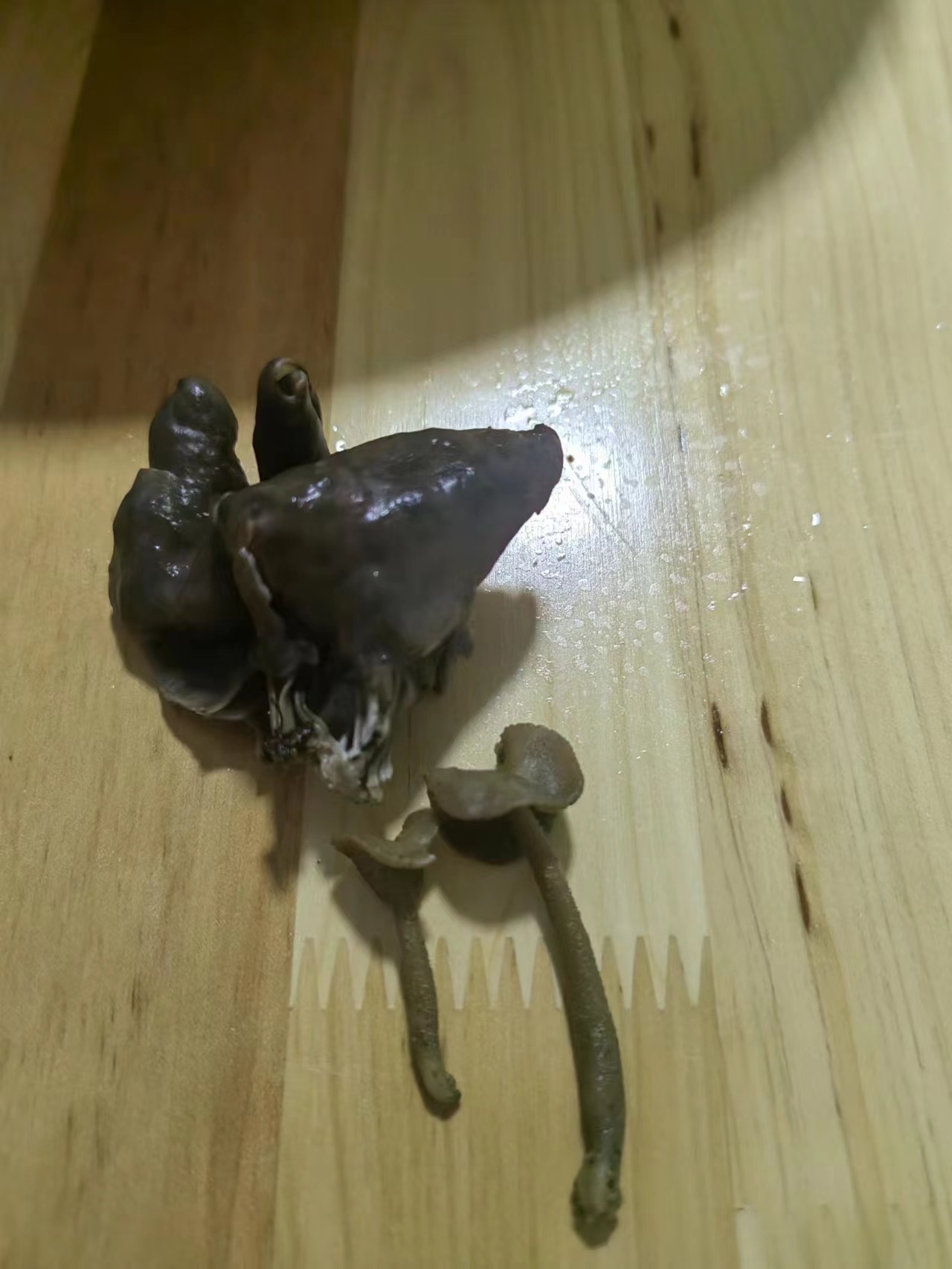 马鞍菌