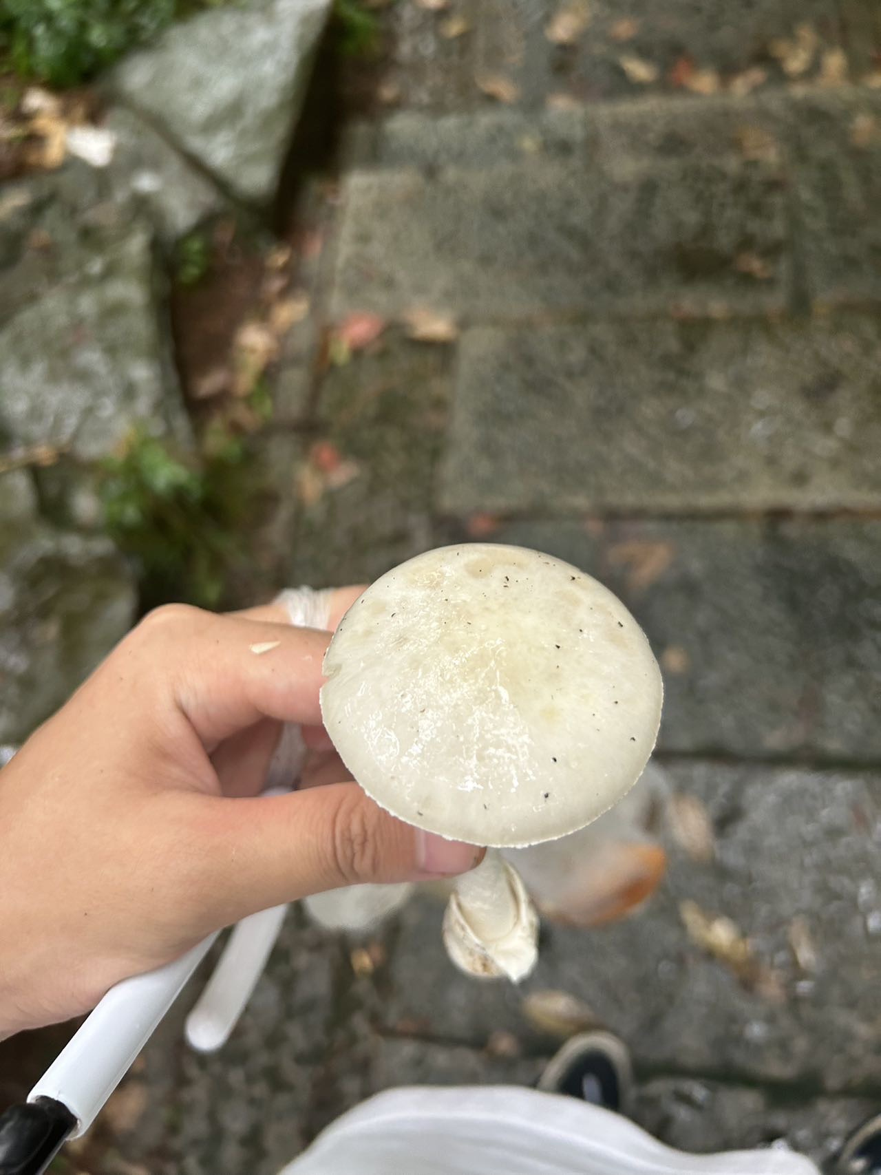 标本照片