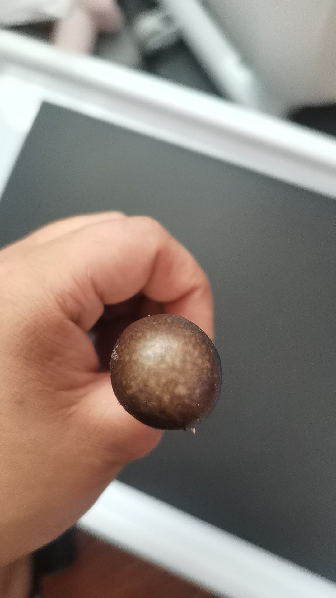 标本照片