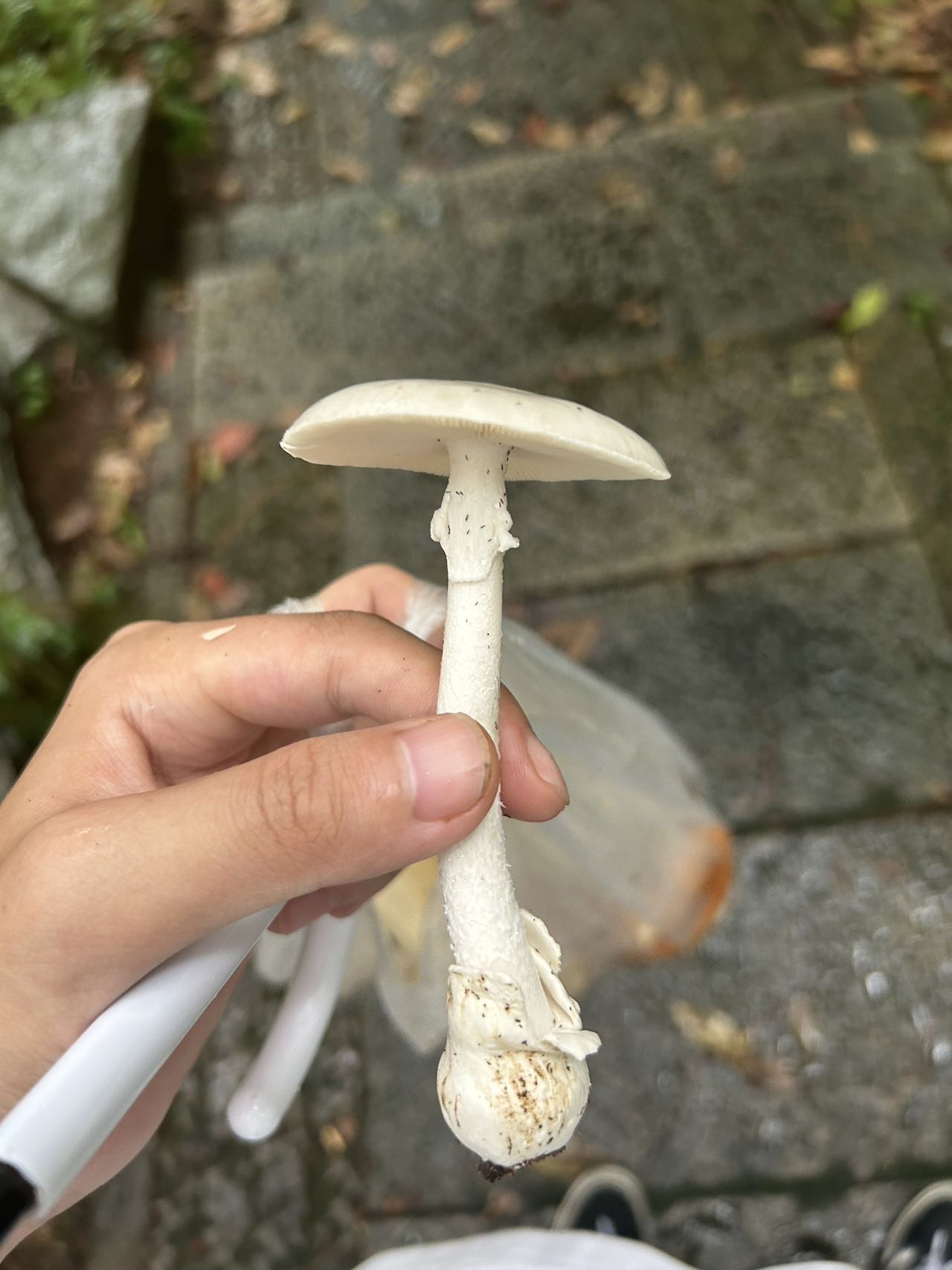 标本照片