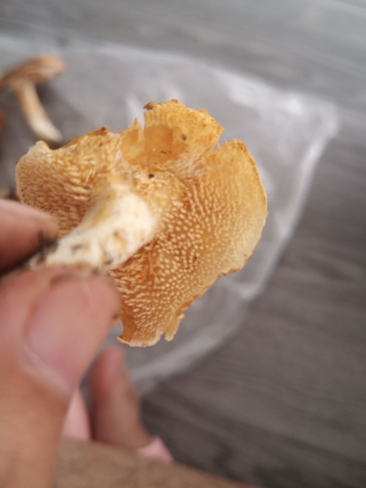 齿菌