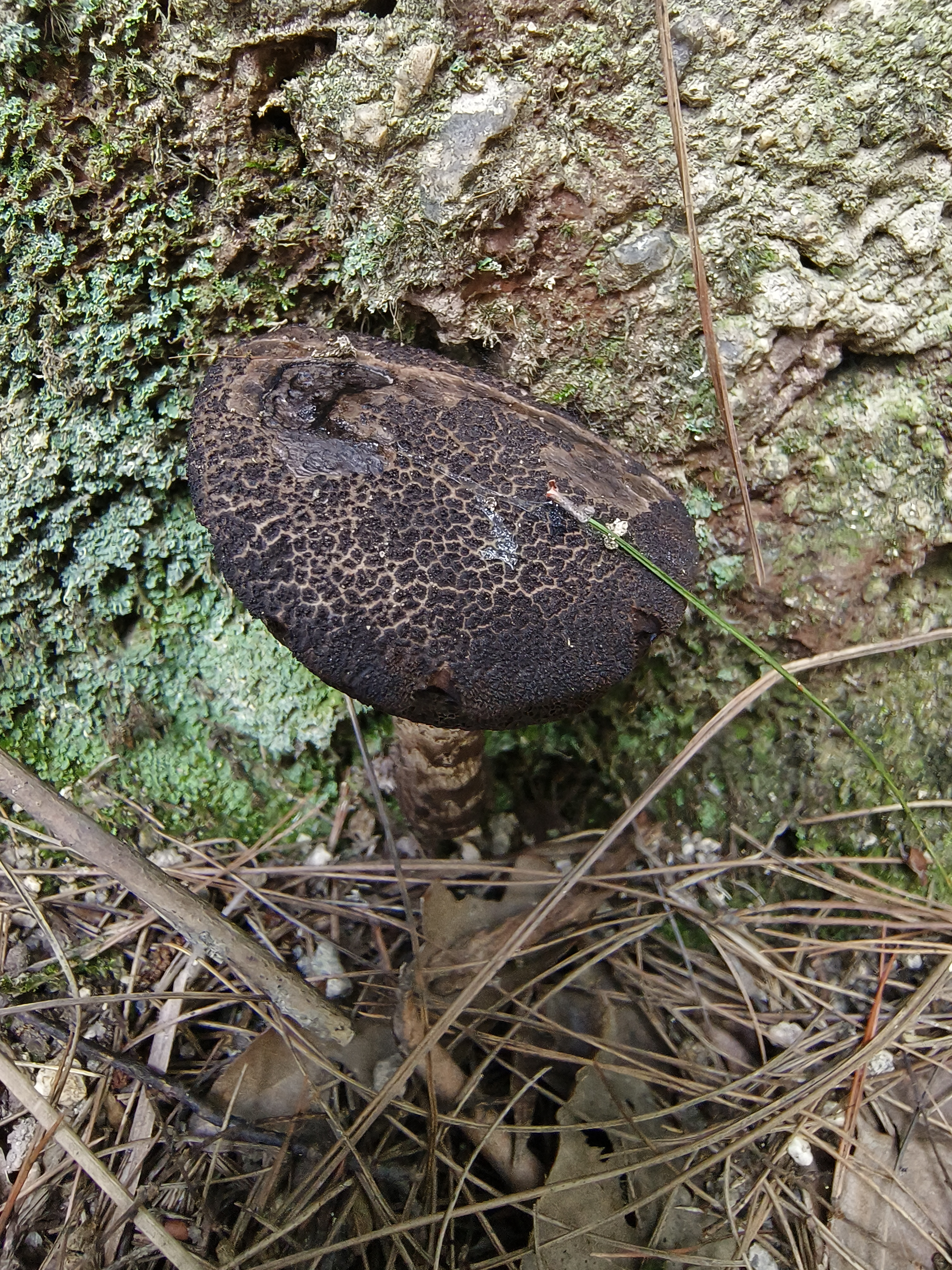 疣突松塔牛肝菌 暂定