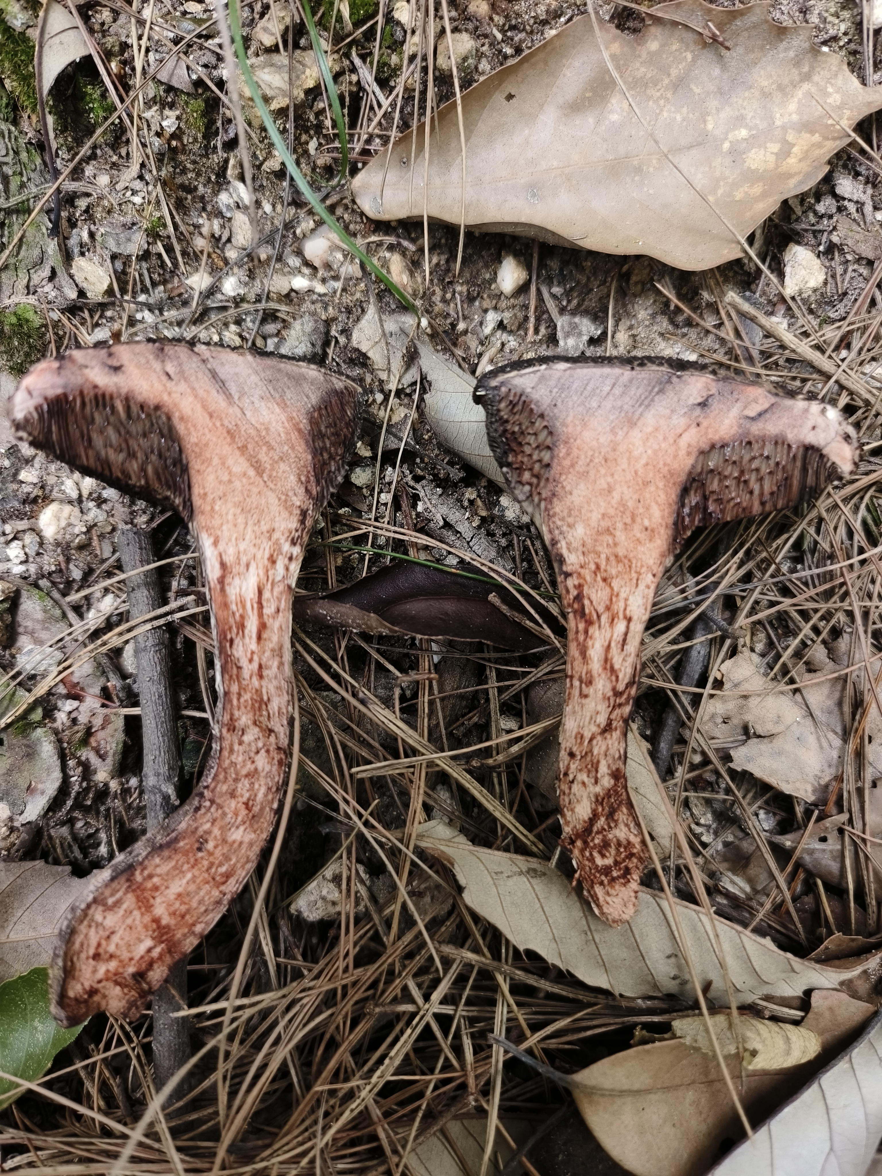 疣突松塔牛肝菌 暂定