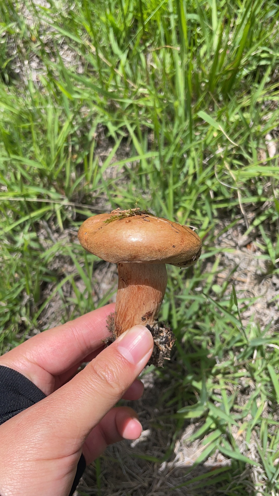 标本照片