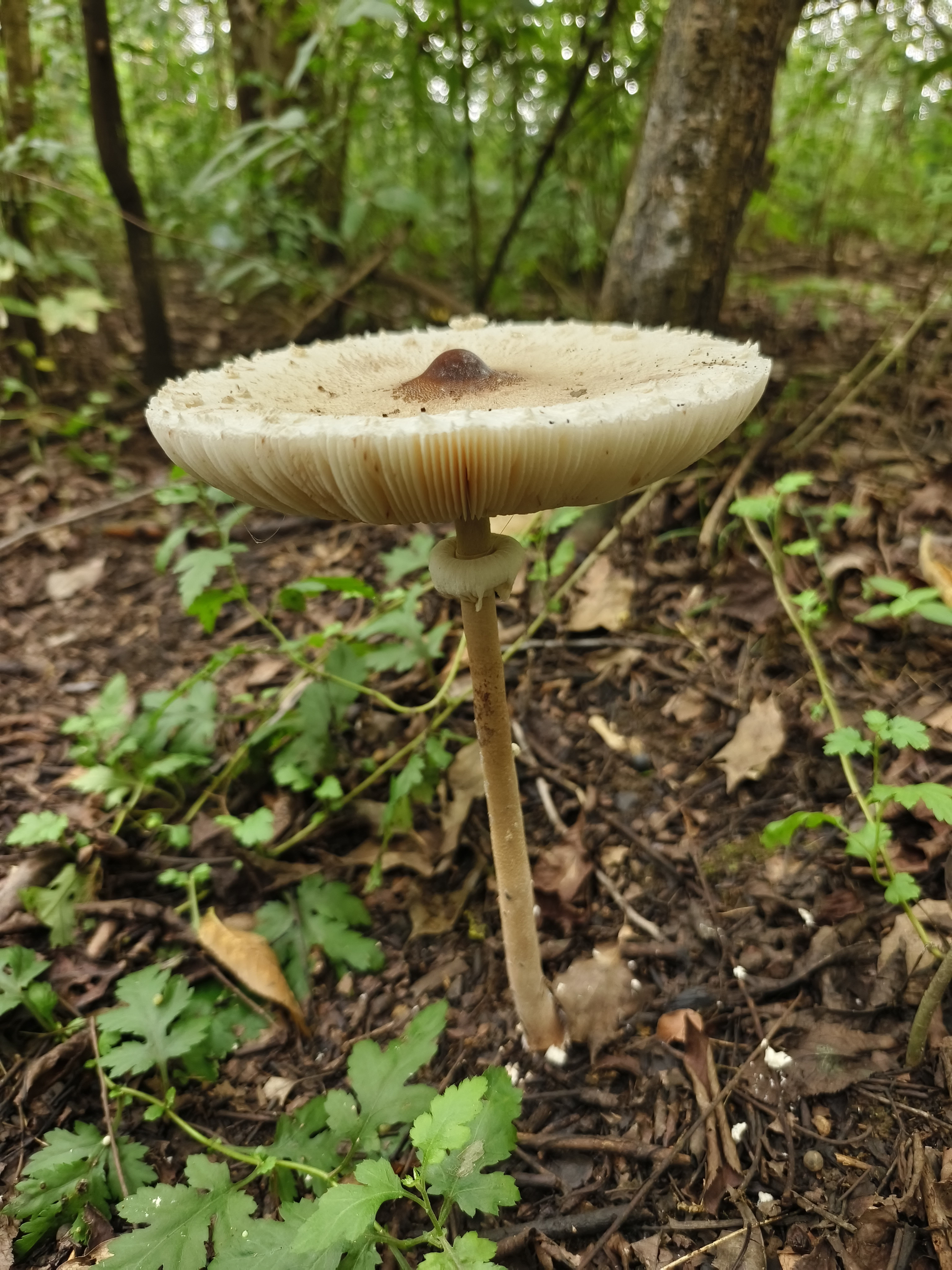 淡黄褶大环柄菇