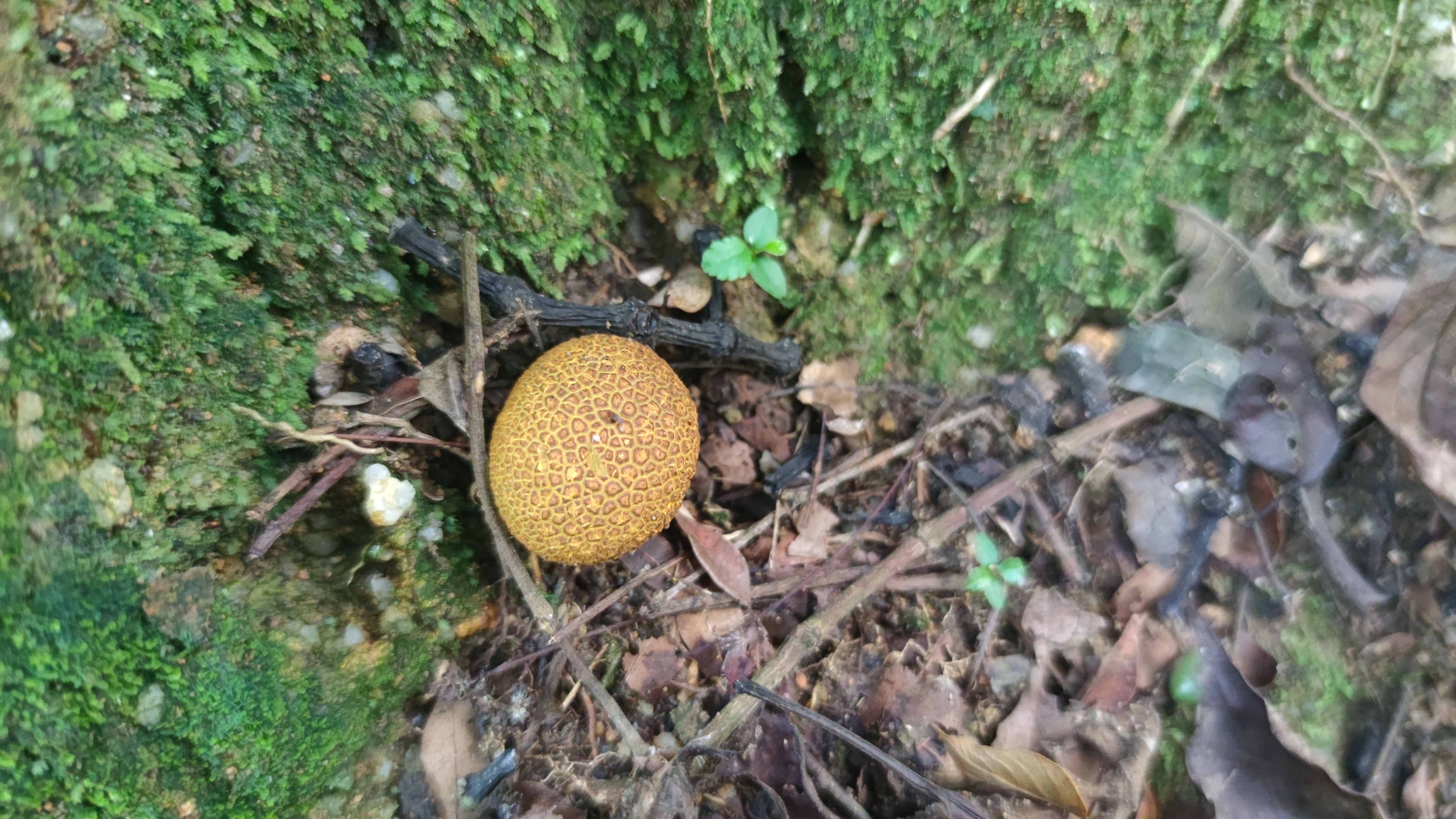 硬皮马勃属 考虑新种