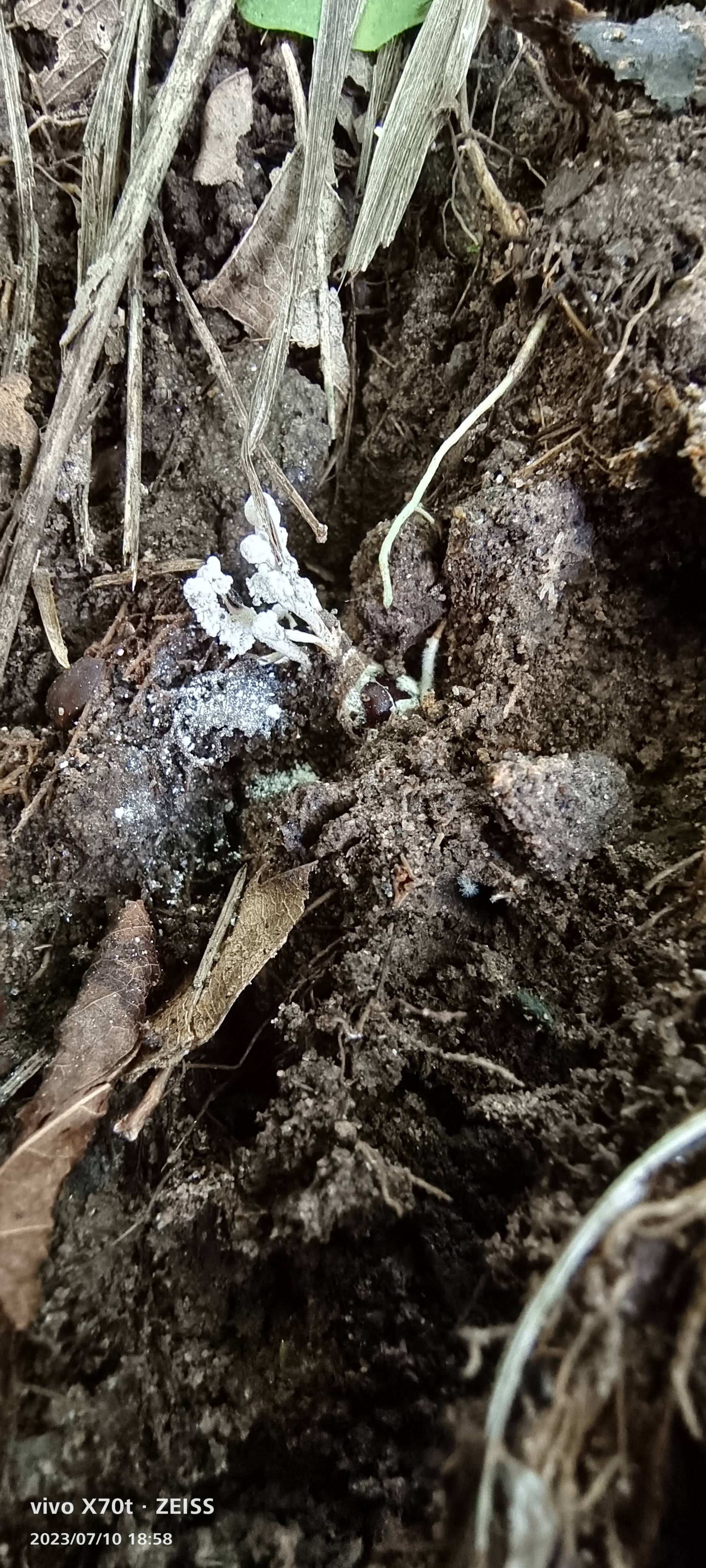 环链虫草