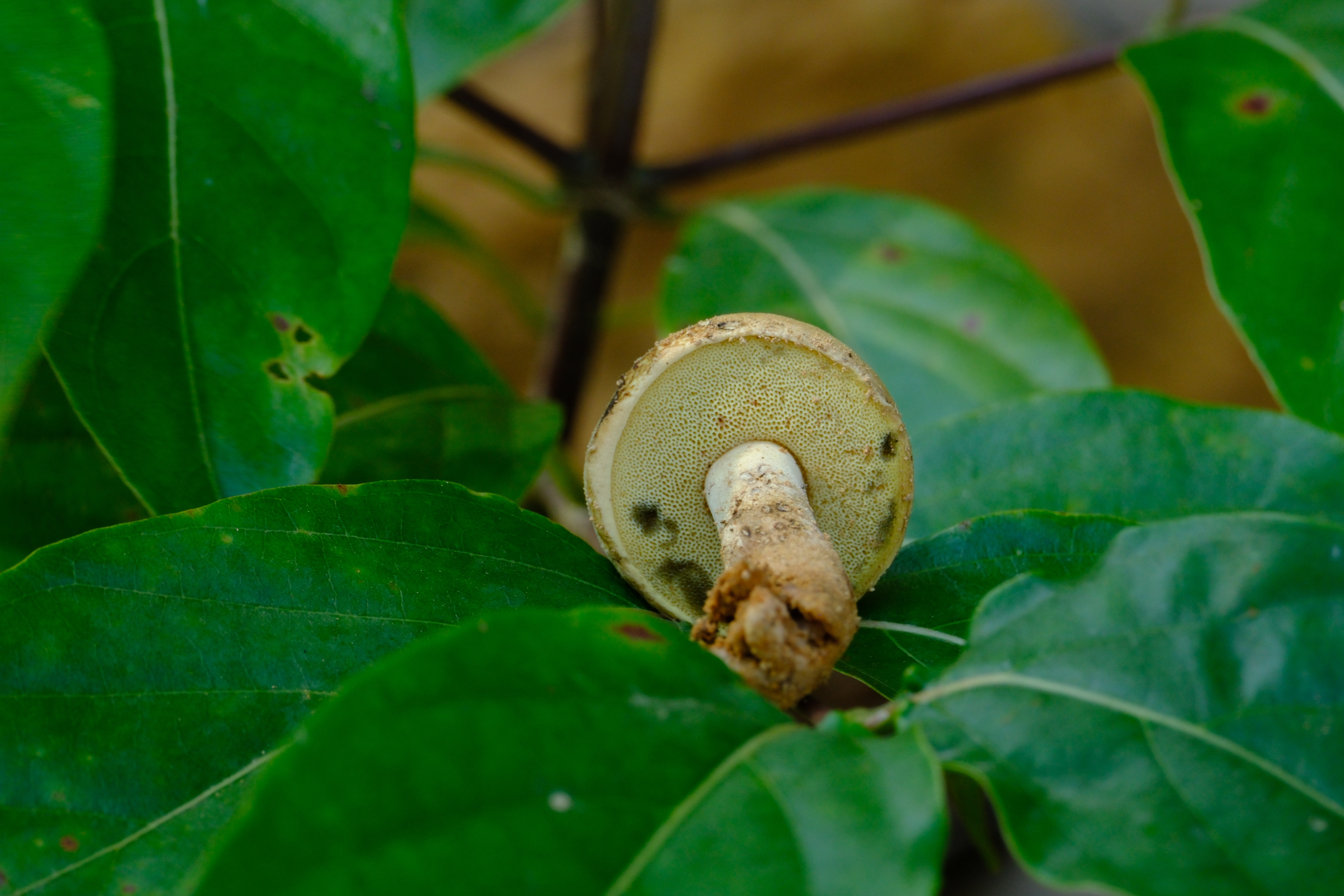 壳斗生变蓝牛肝菌 暂定