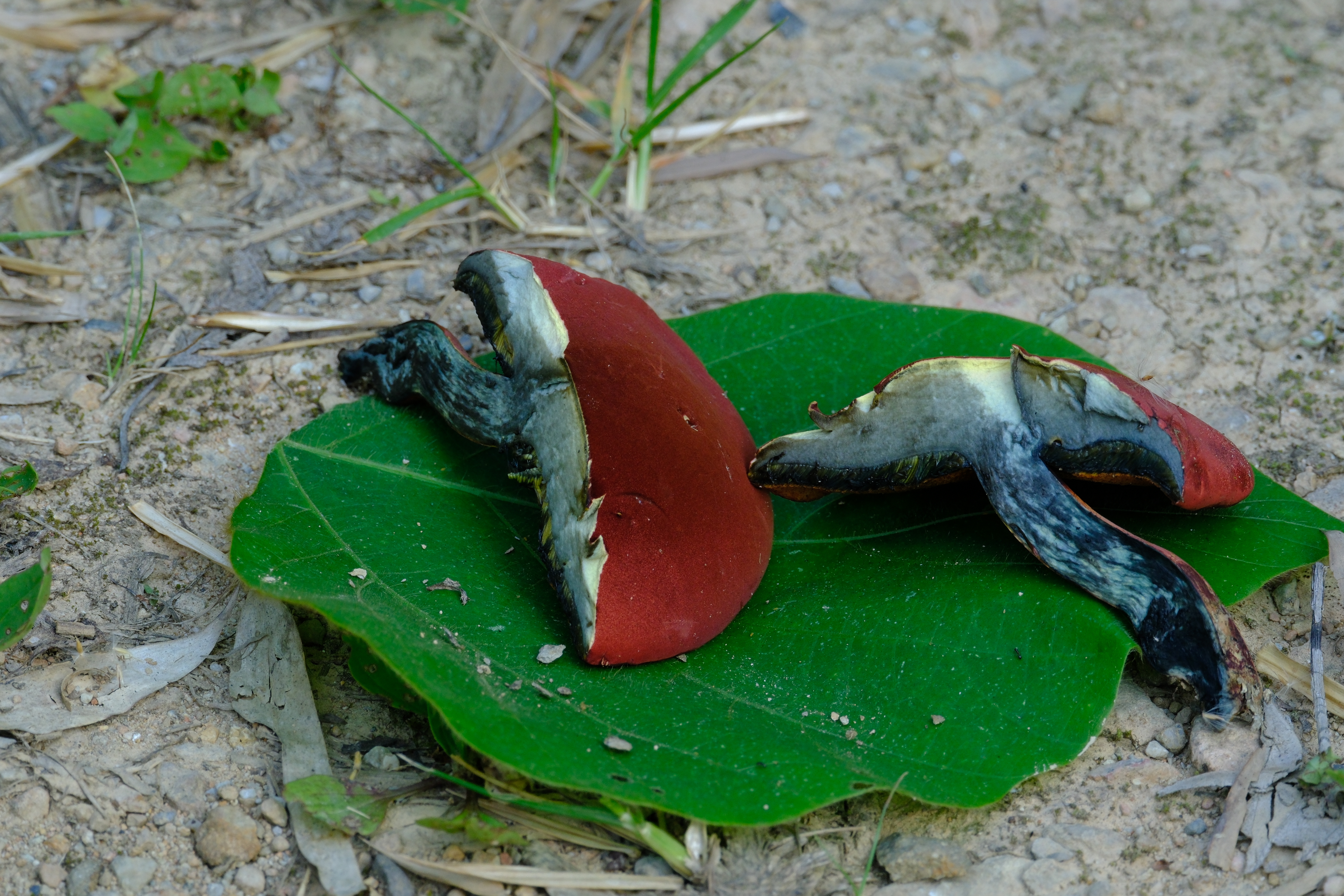 标本照片
