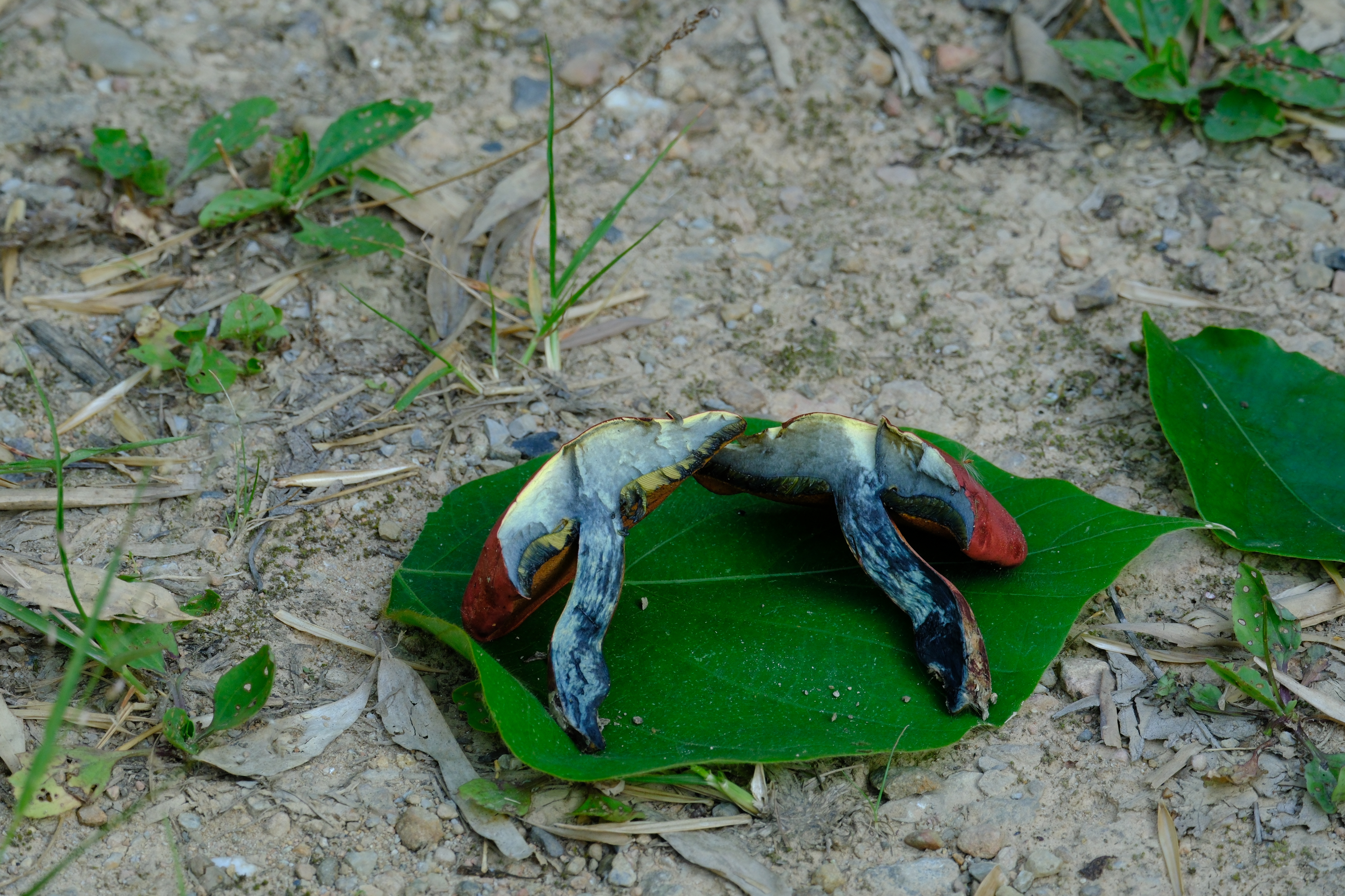 标本照片