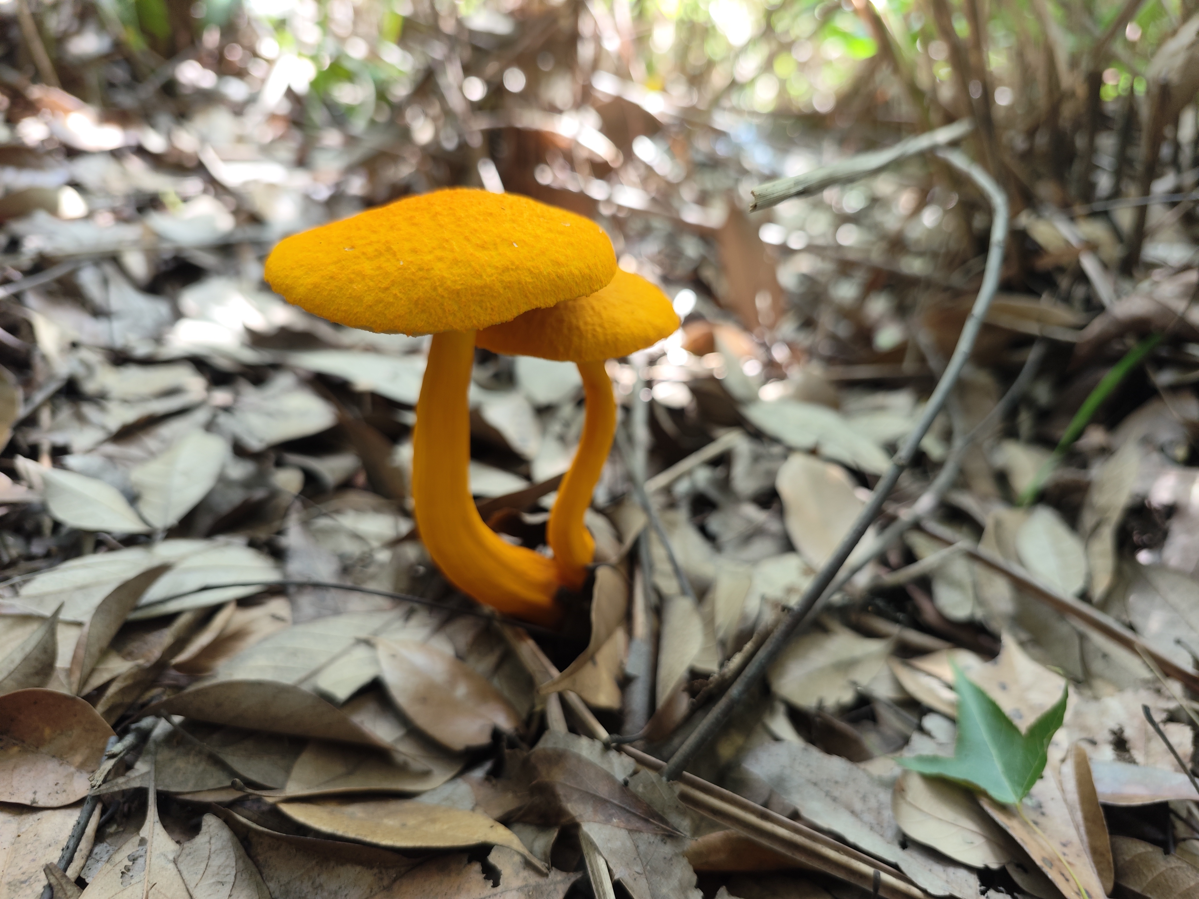 小橙黄金牛肝菌