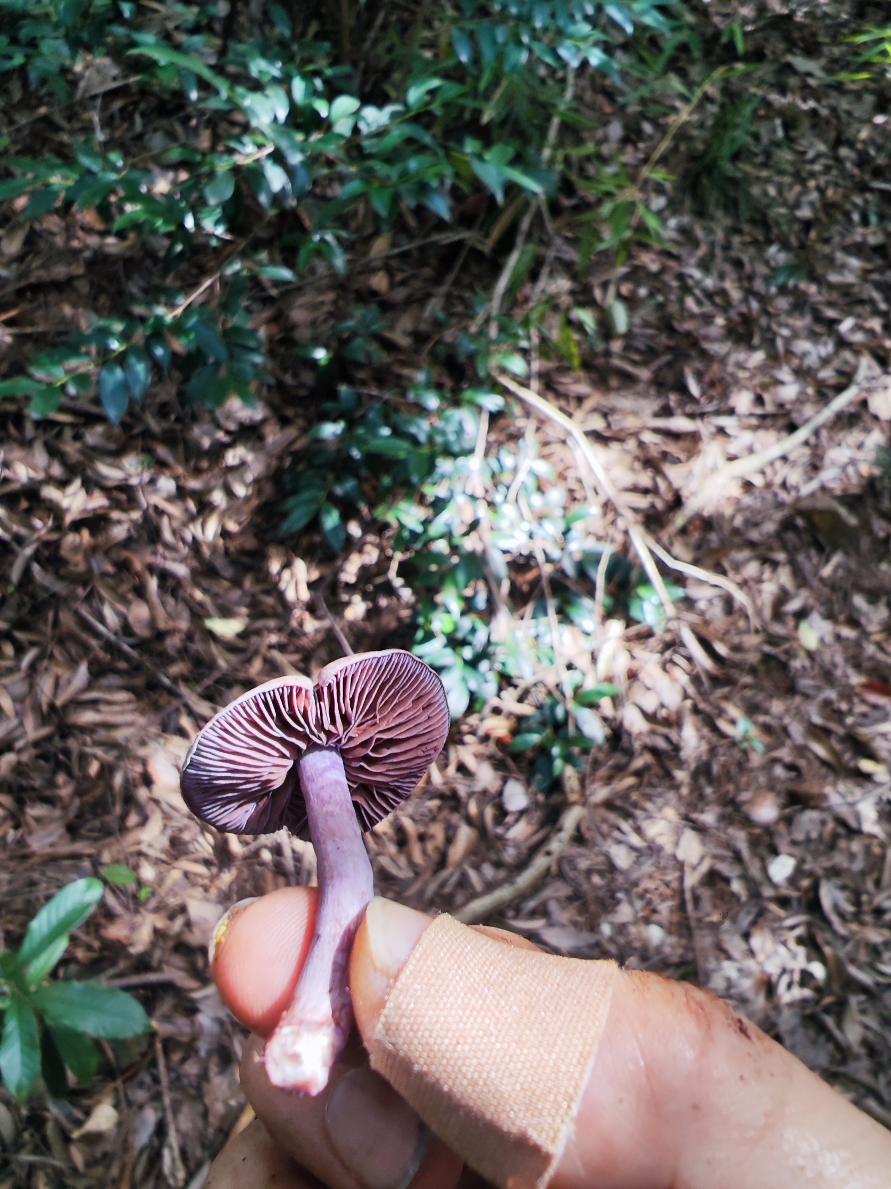 李玉丝膜菌