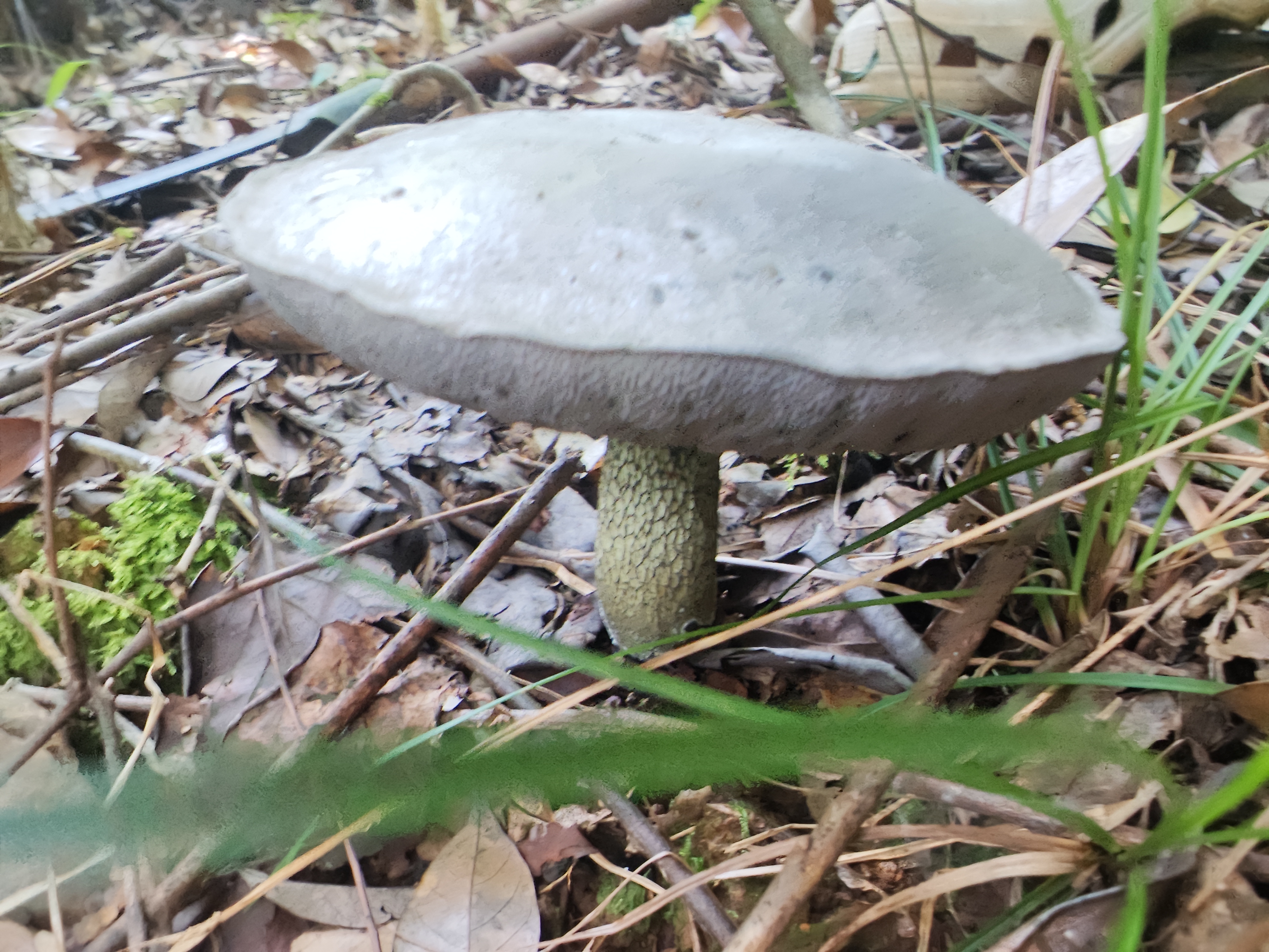 张飞网柄牛肝菌