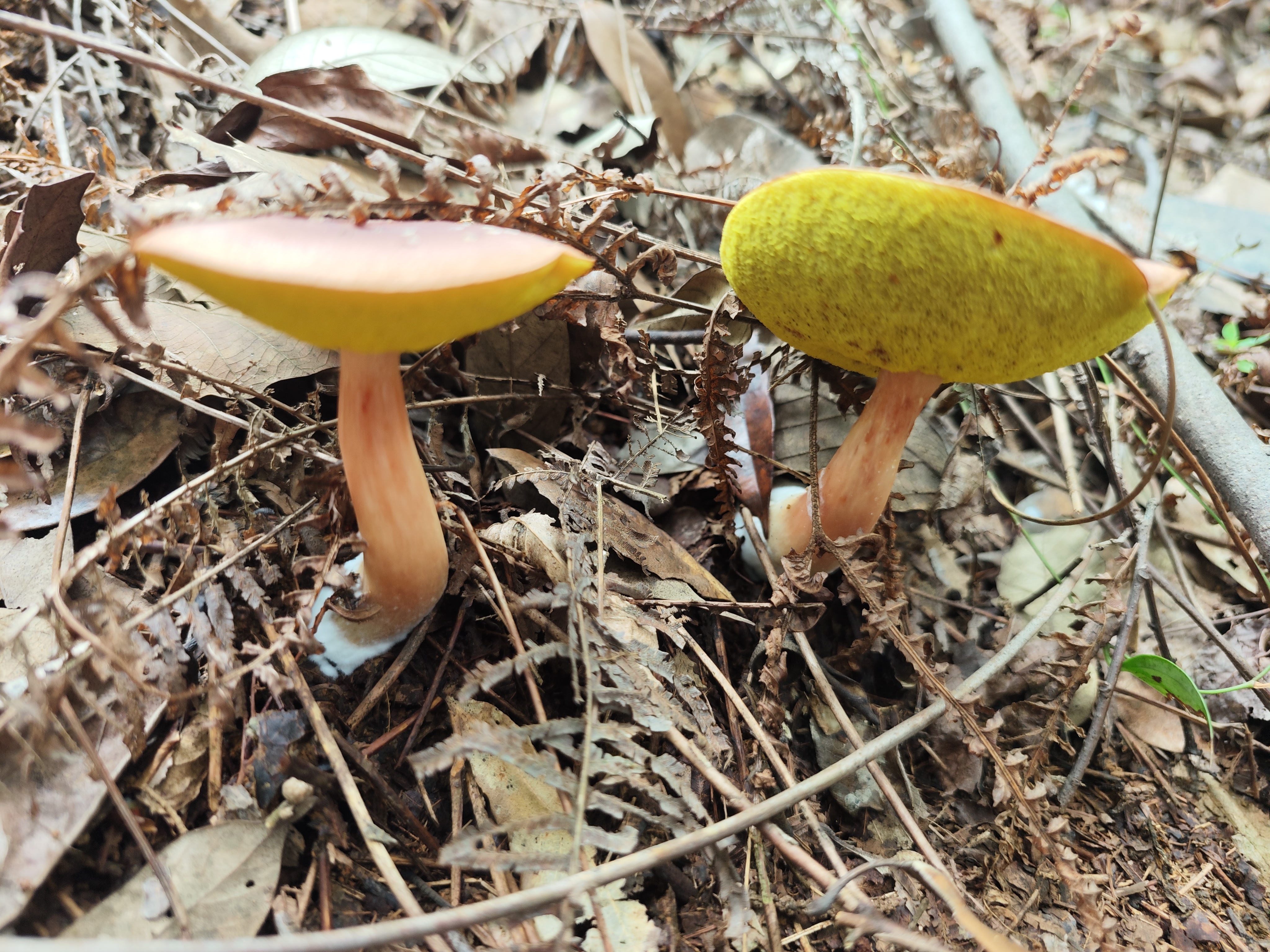 中华栗色金牛肝菌 暂定
