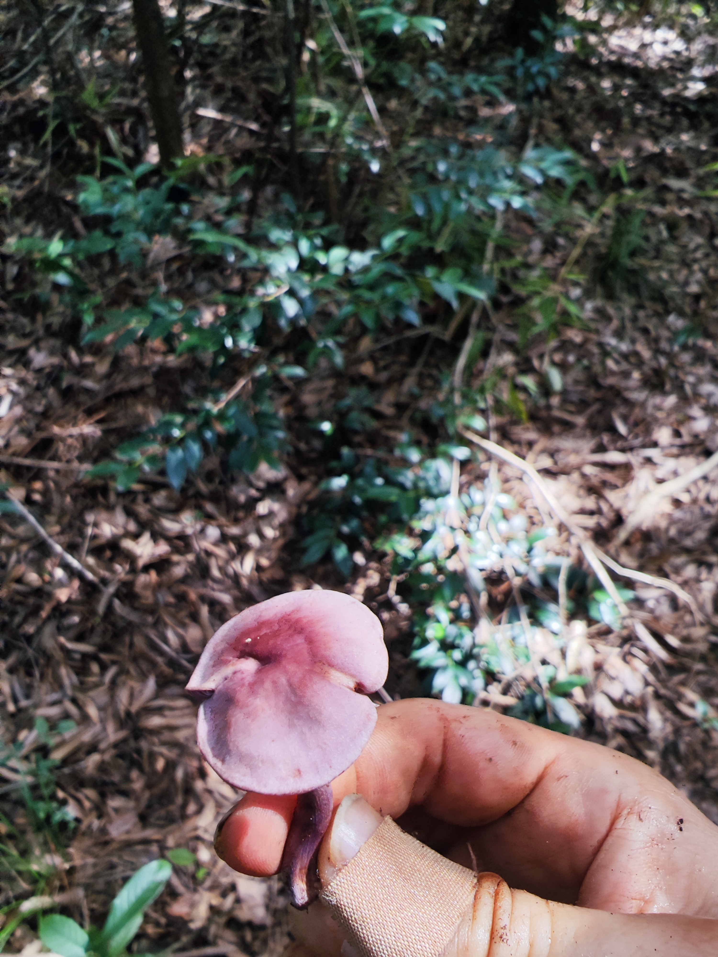 李玉丝膜菌