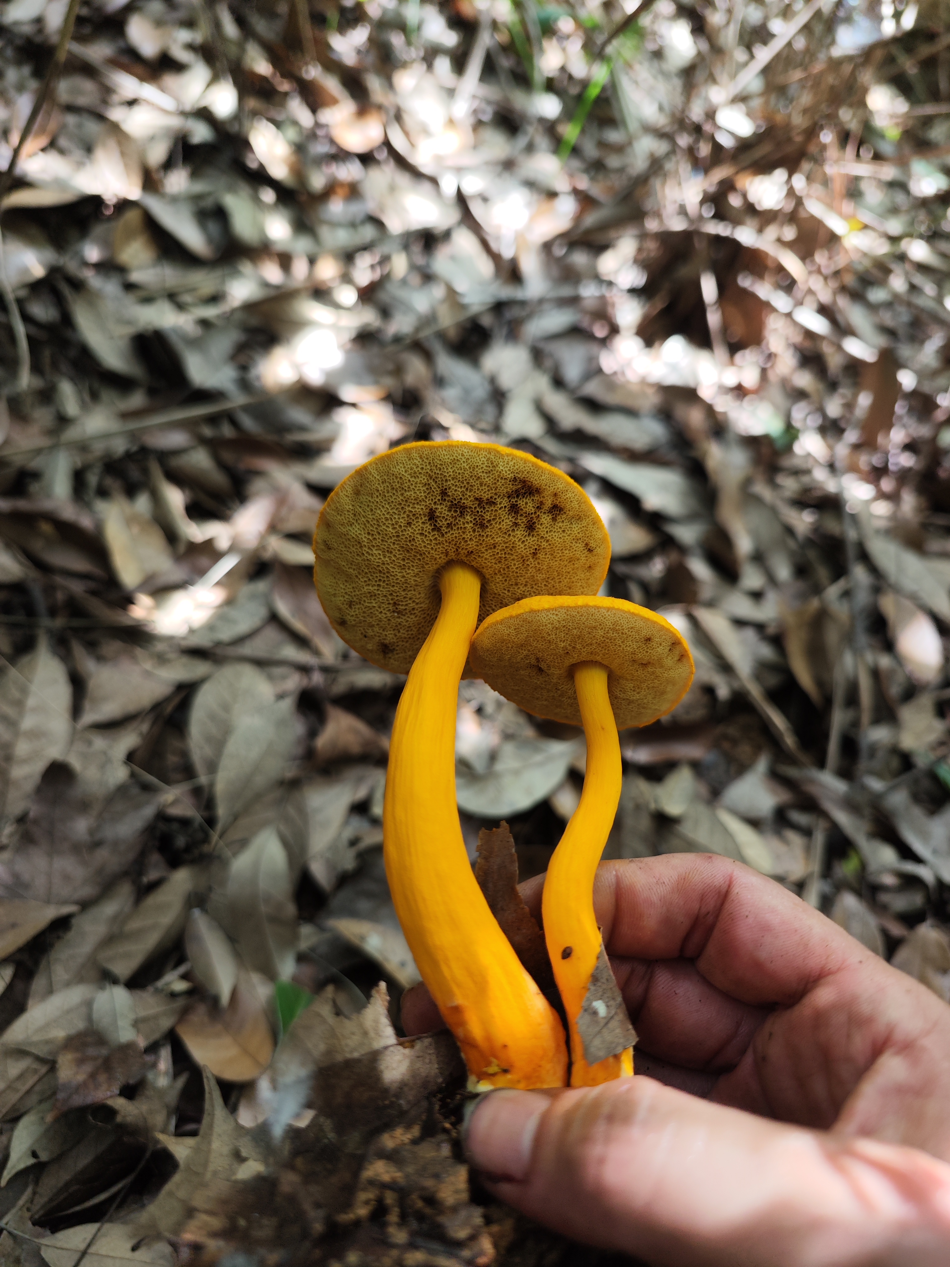 小橙黄金牛肝菌