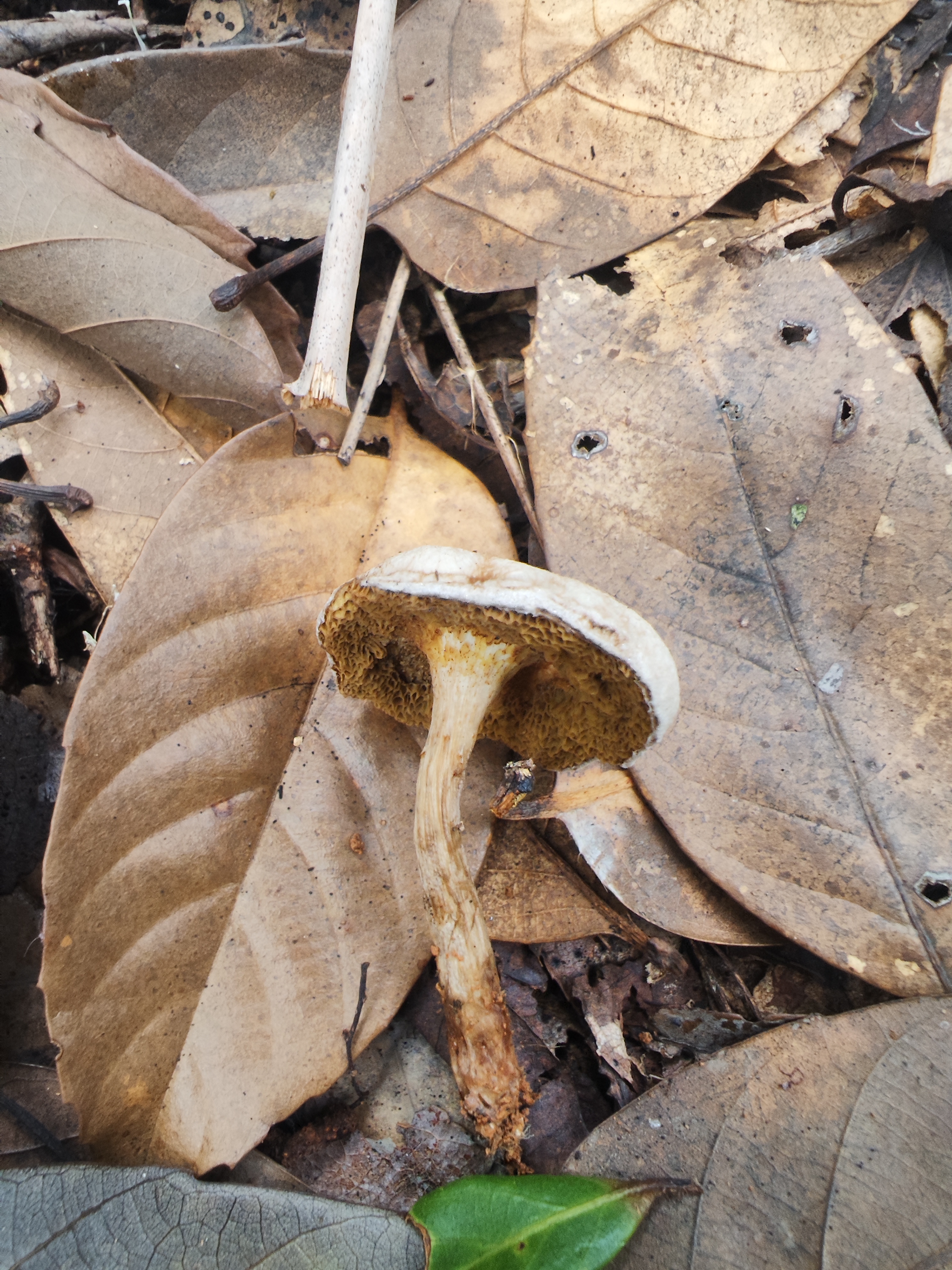 萝卜味金牛肝菌