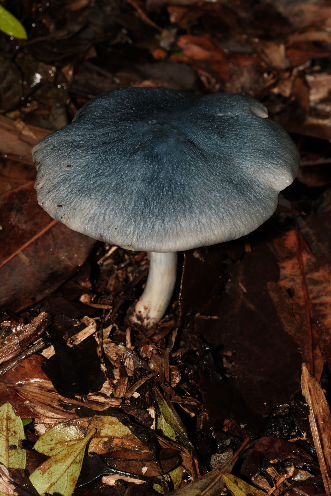 粉褶菌属某种