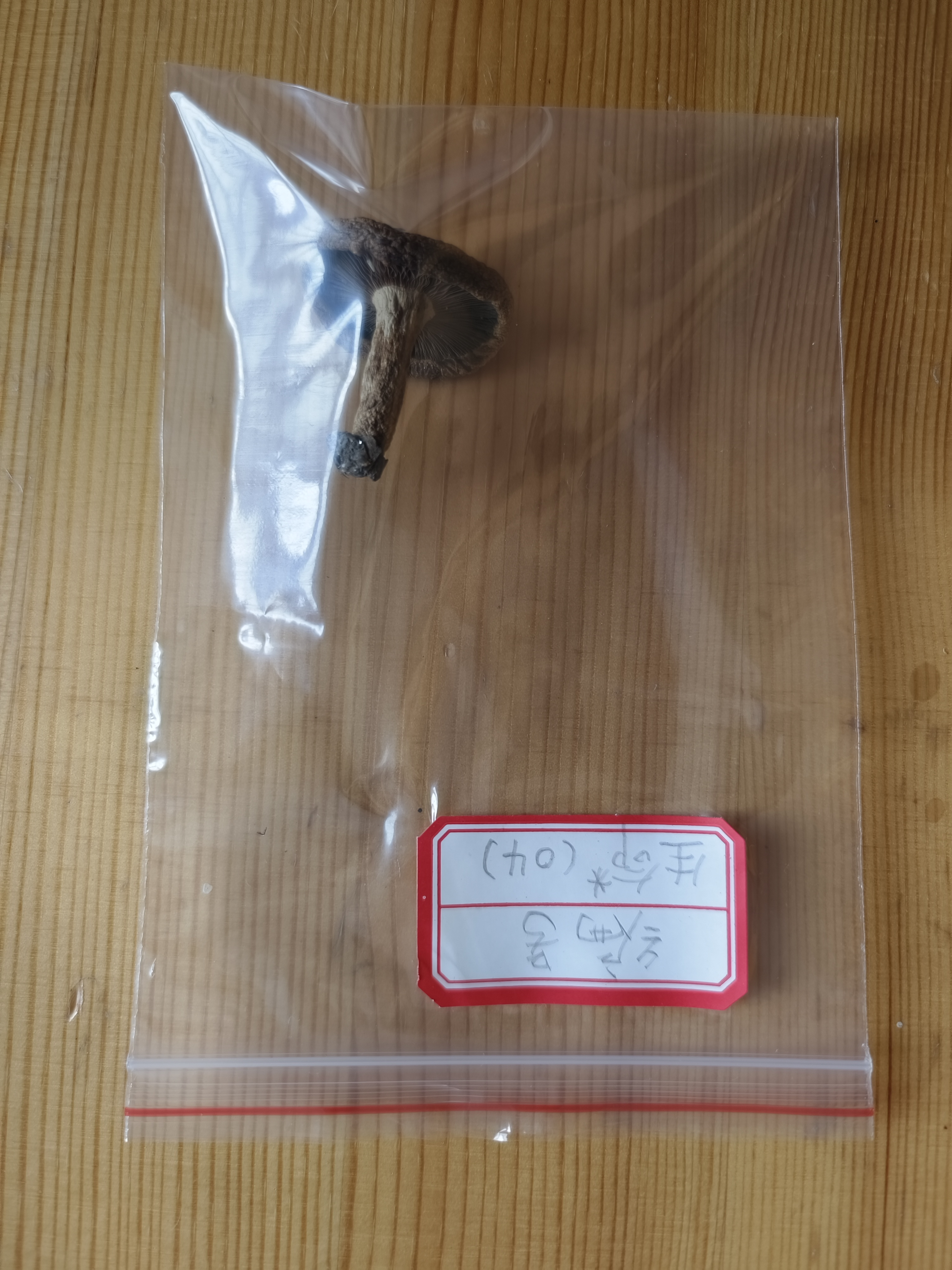 假致密红菇