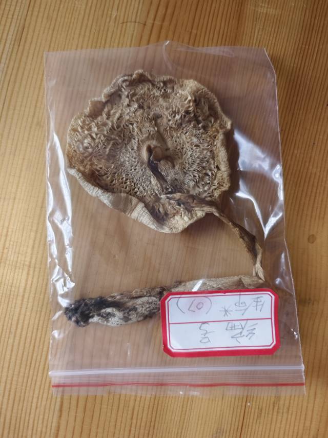 标本照片