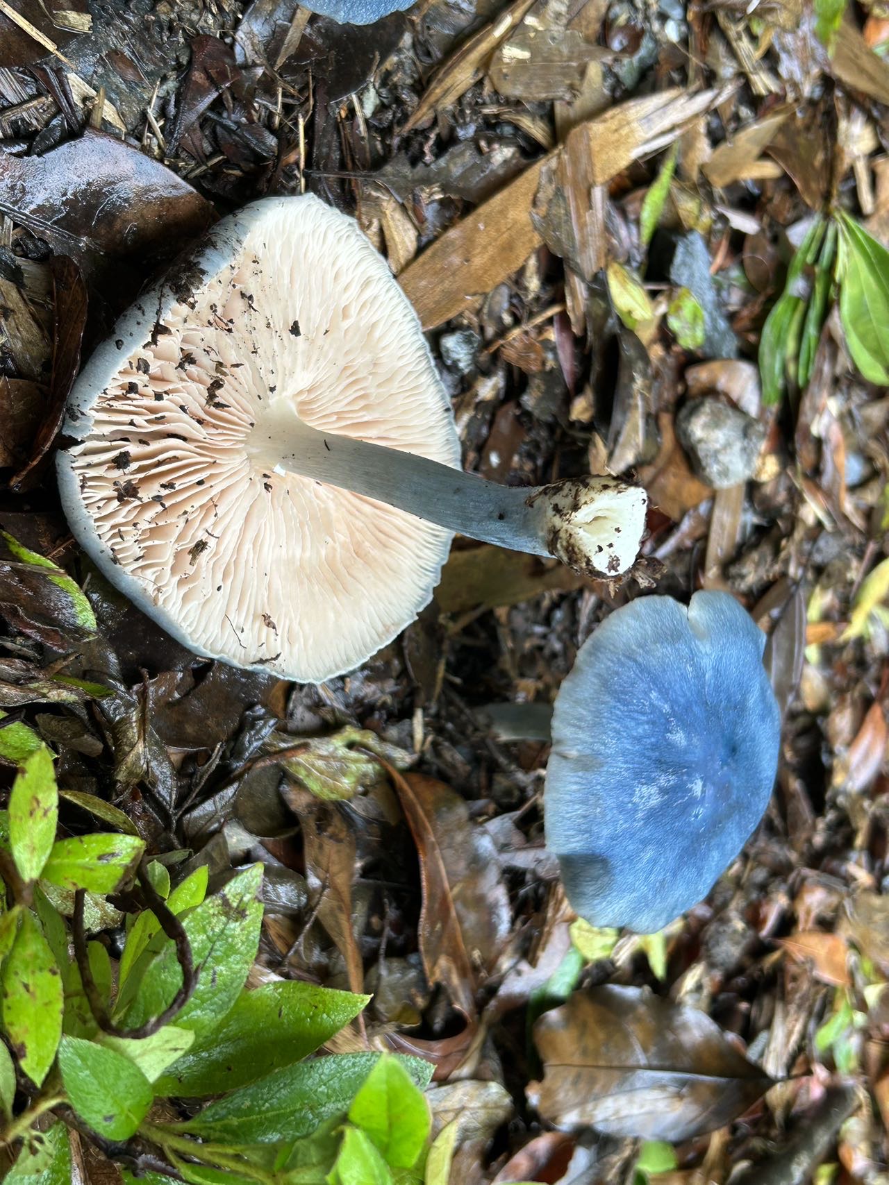 粉褶菌属某种