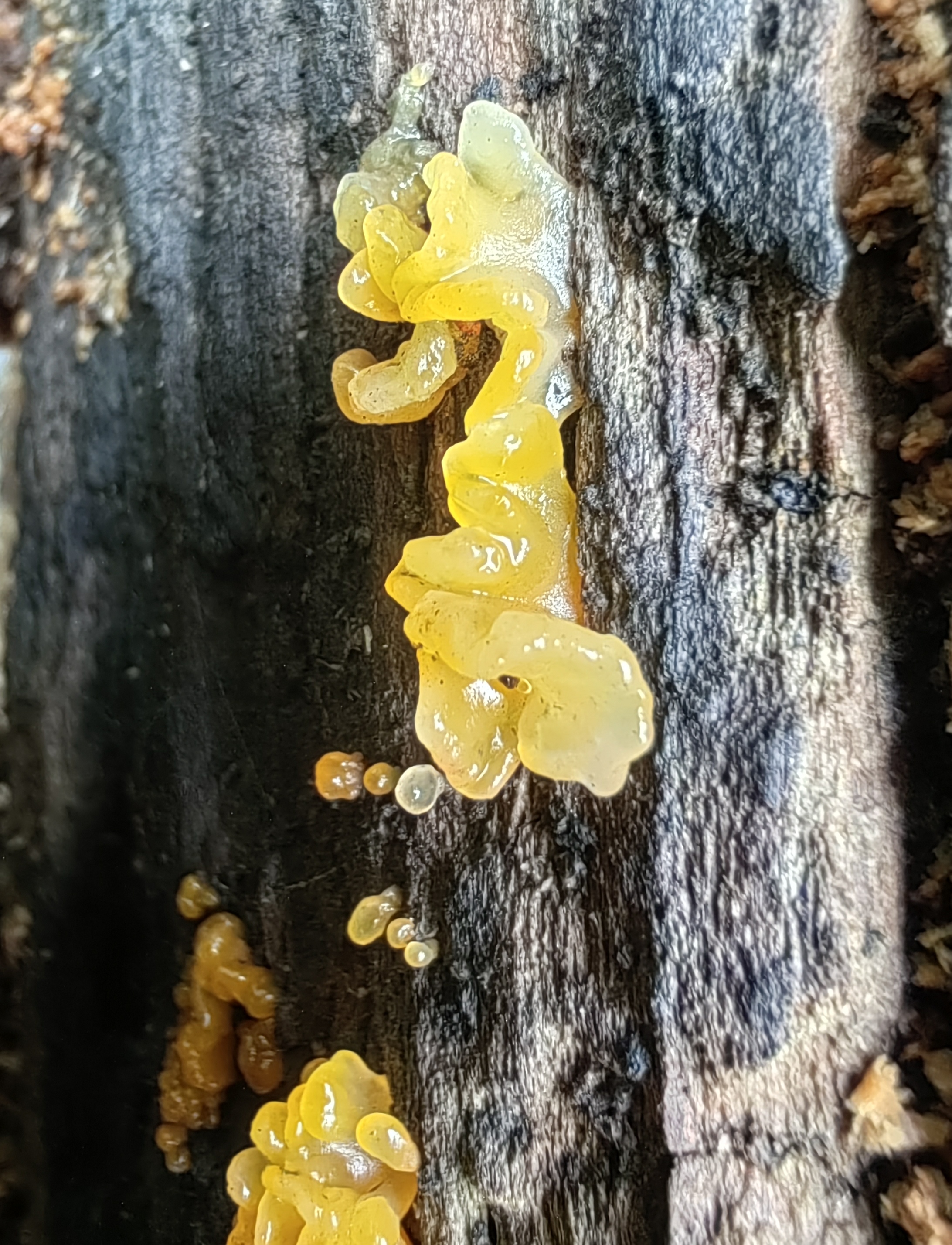 银耳属物种