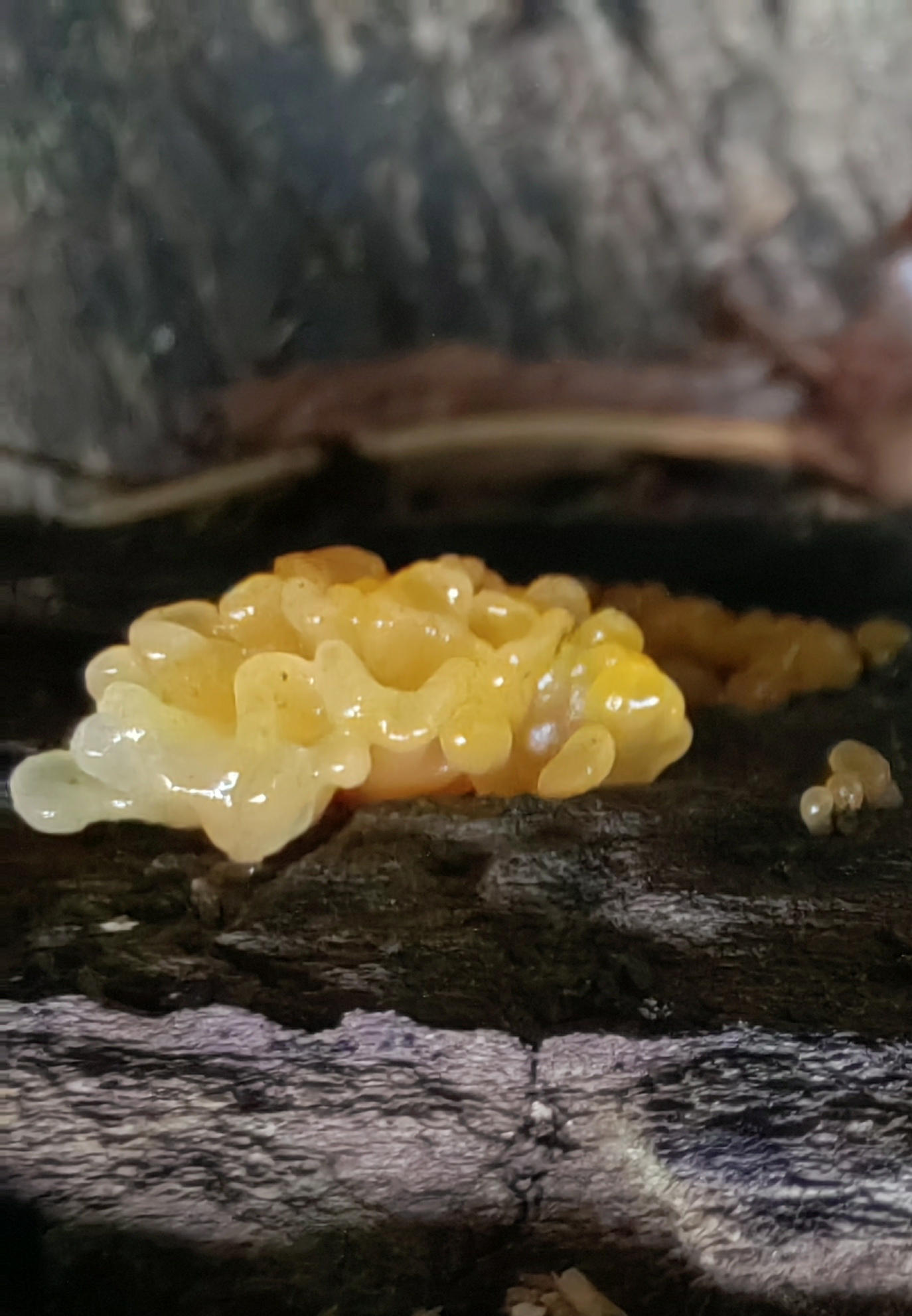 银耳属物种