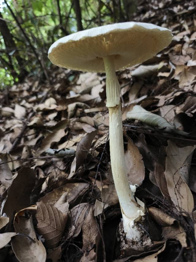 标本照片