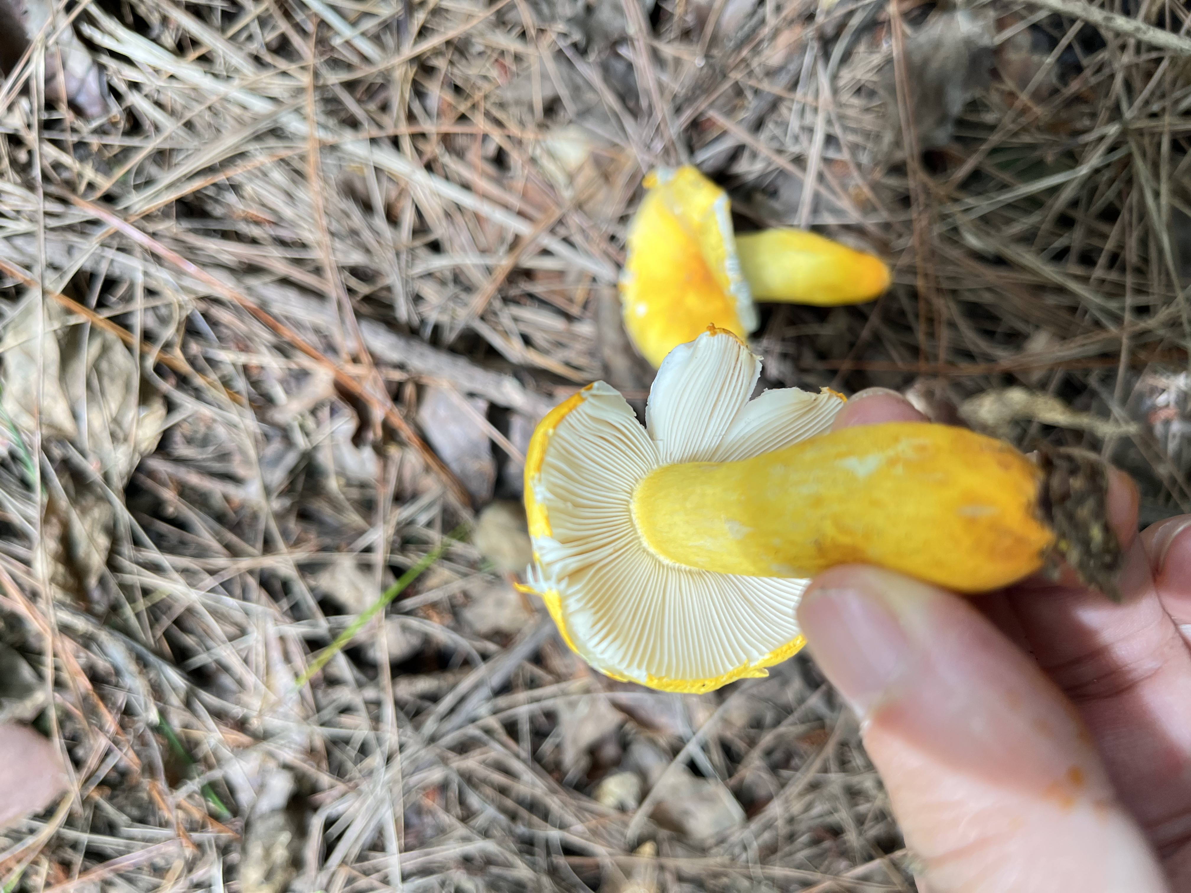 中华黄红菇（暂定名）