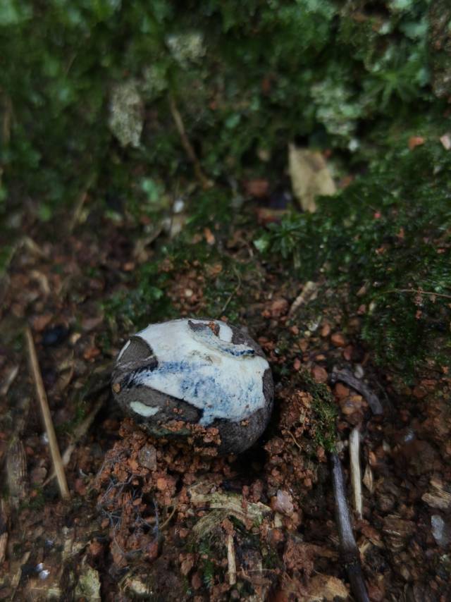 网纹马勃复合群 等